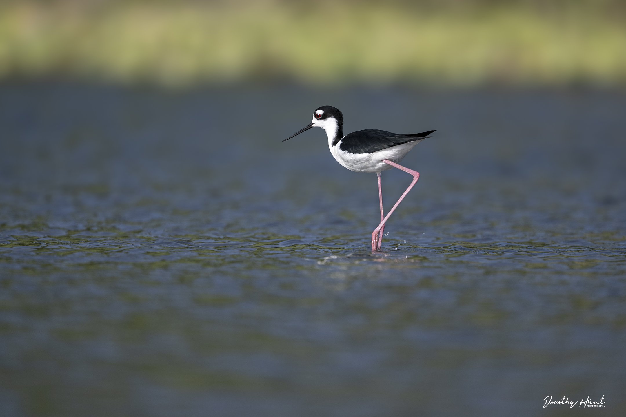 Black-necked Stilt