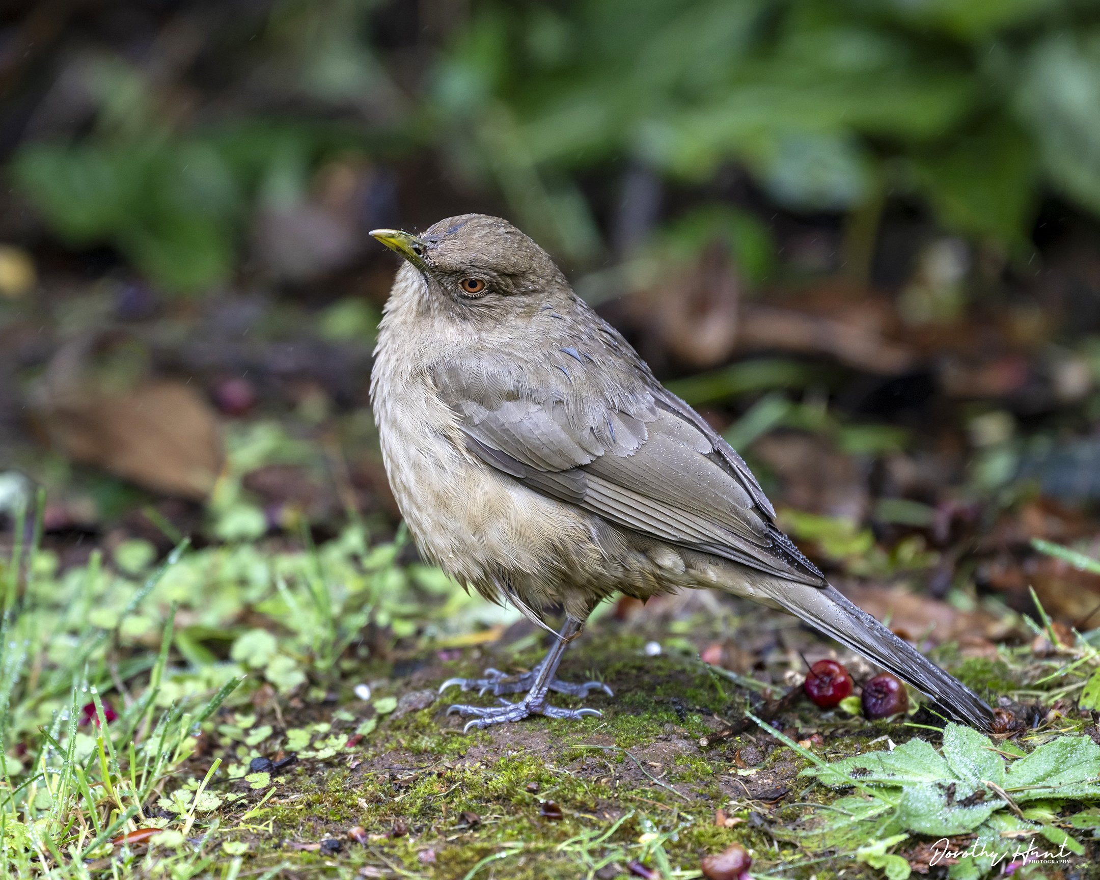 Clay-coloured Thrush
