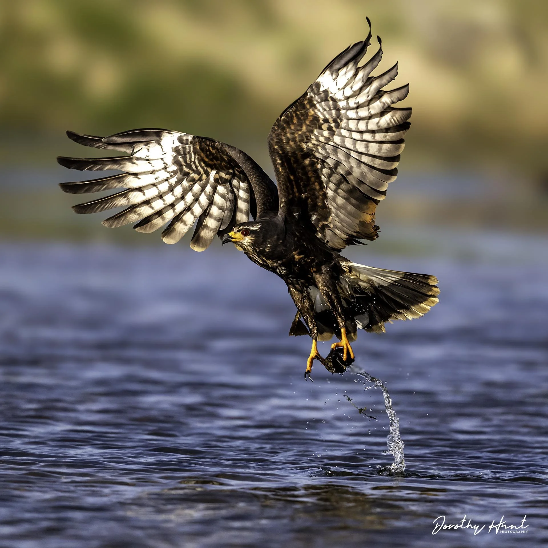 Snail Kite