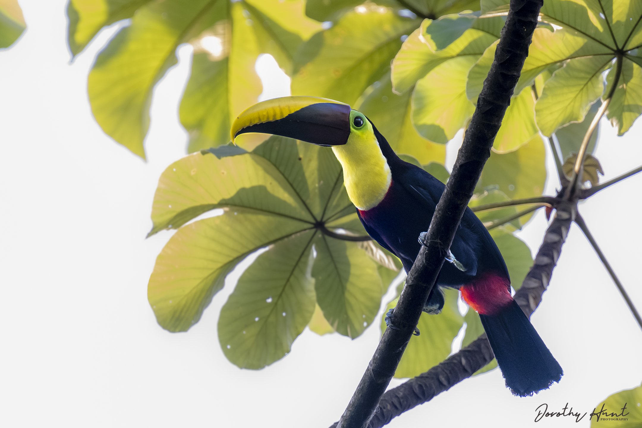 Yellow-throated Toucan