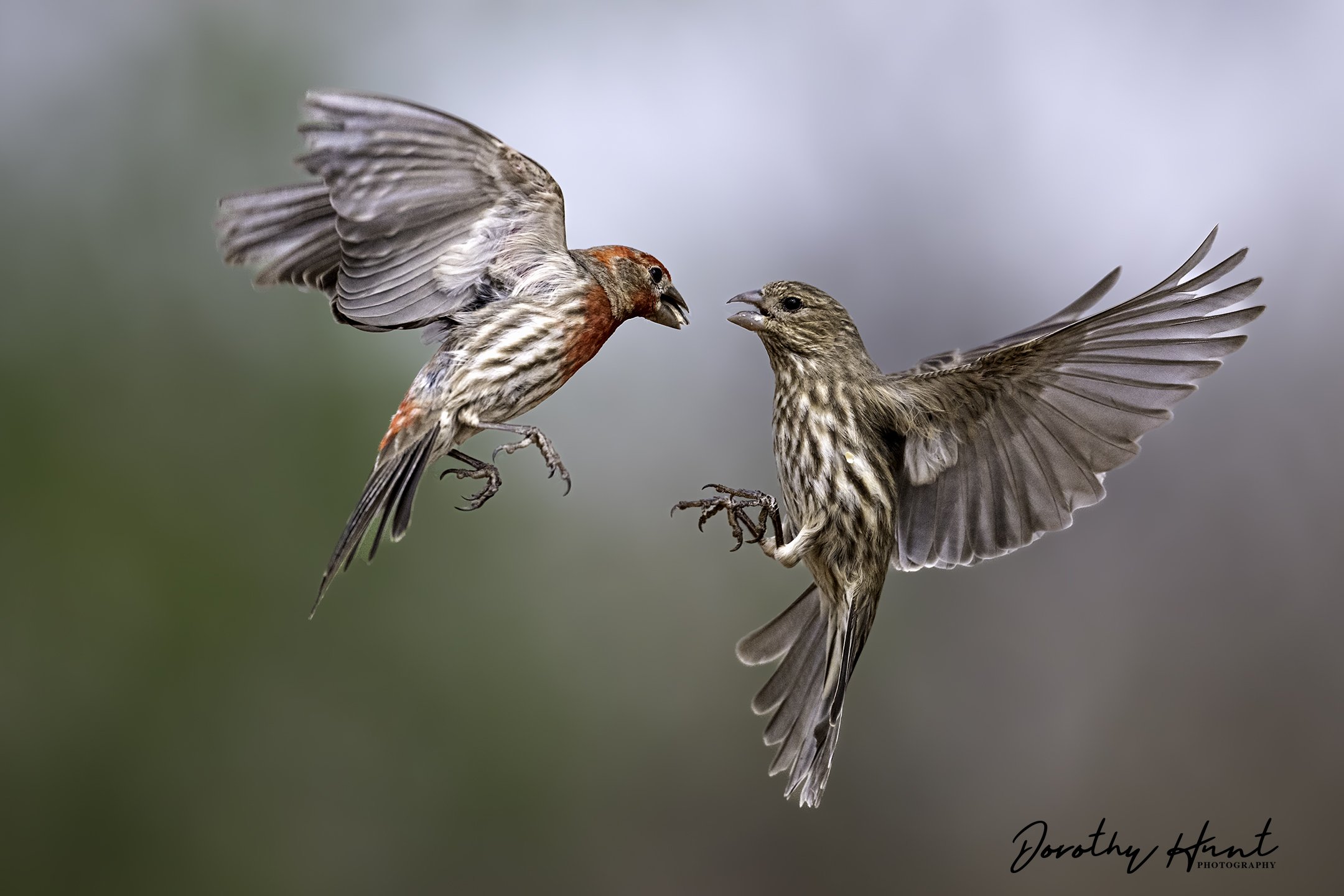 House Finches