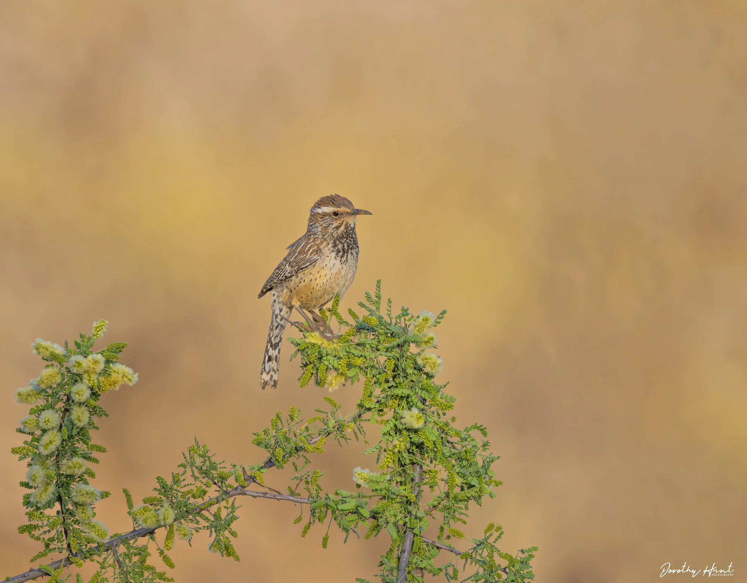 Cactus Wren
