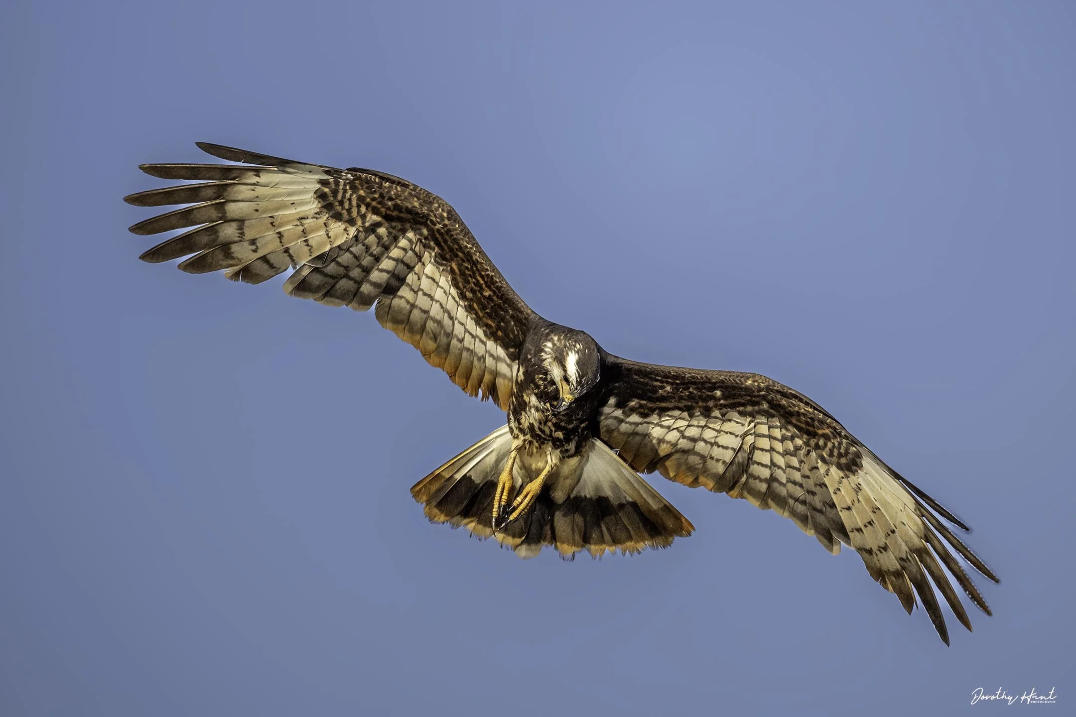 Snail Kite
