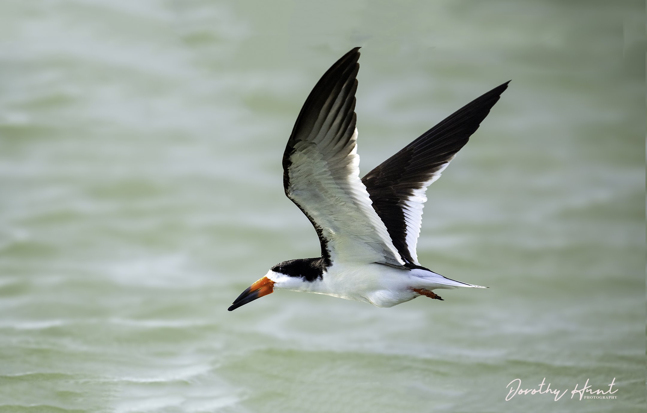 Black Skimmer