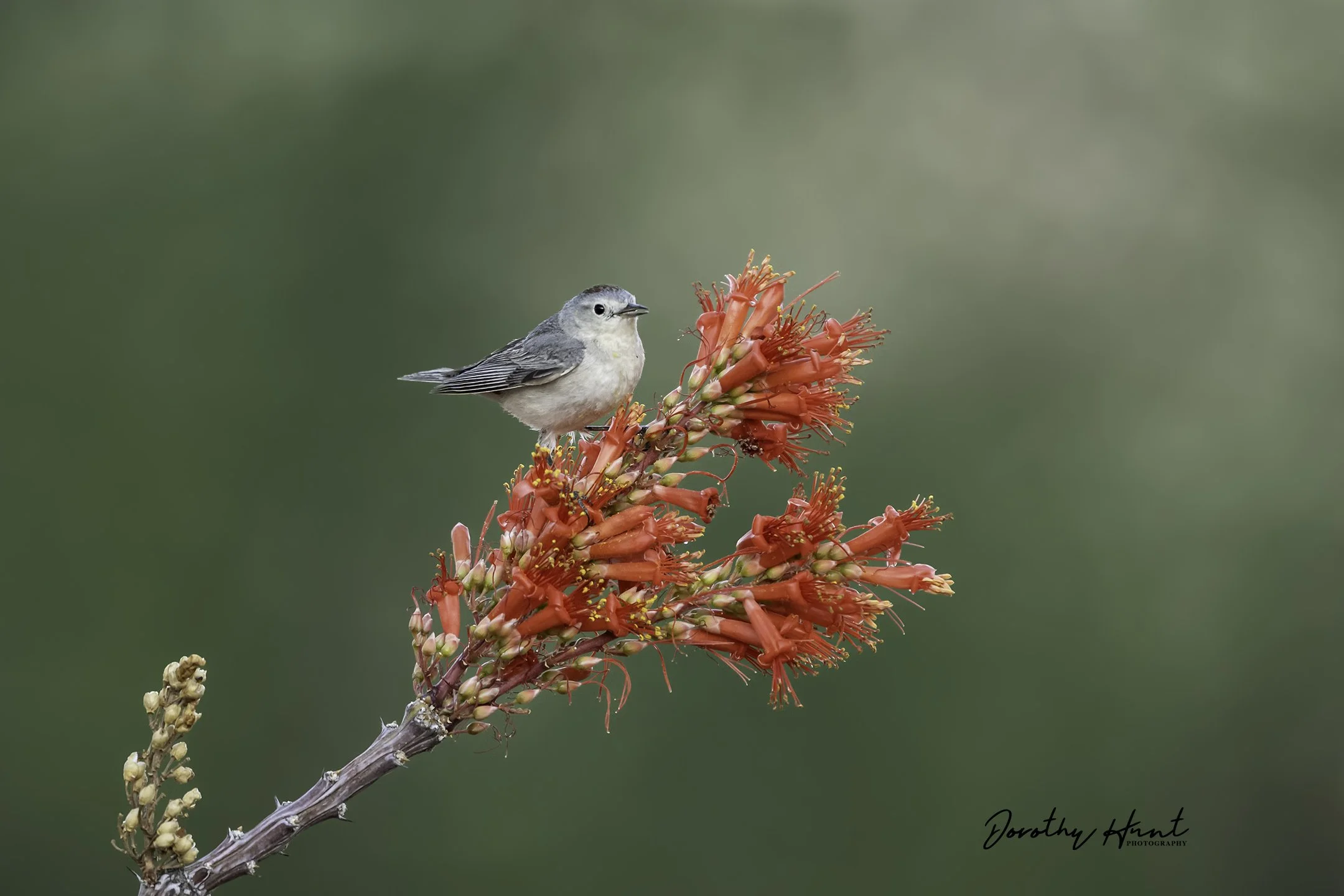 Lucy's Warbler
