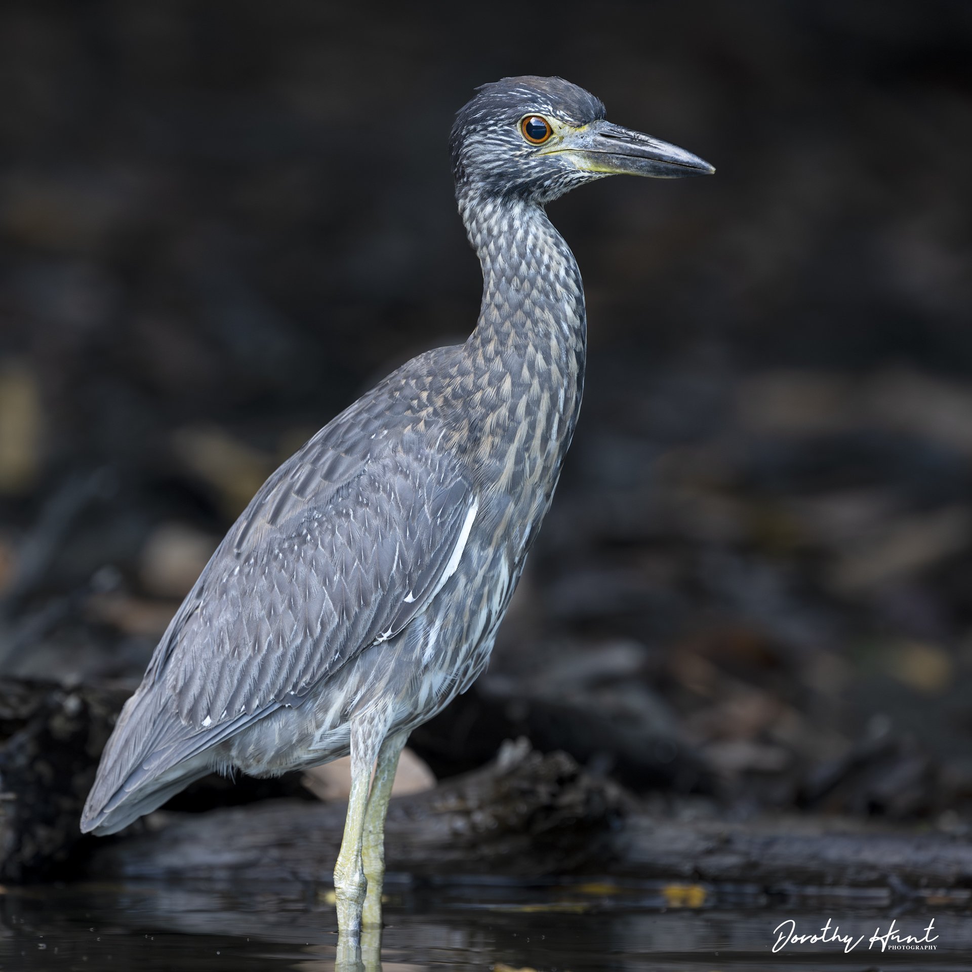 Juvenile Yellow-crowned Night Heron, OSA Peninsula, Costa Rica