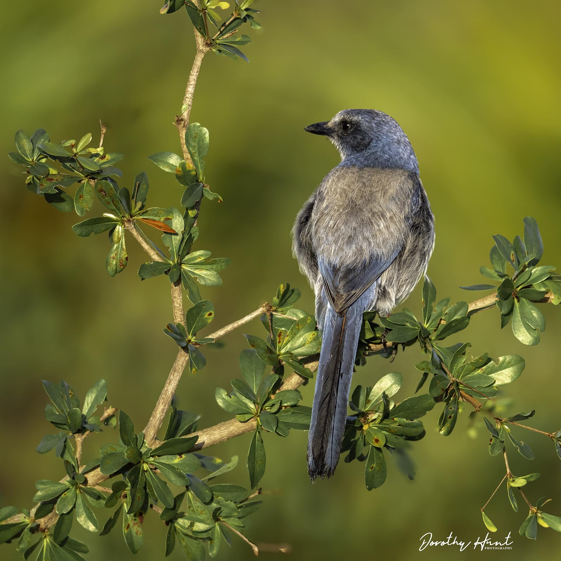 Florida Scrub-Jay