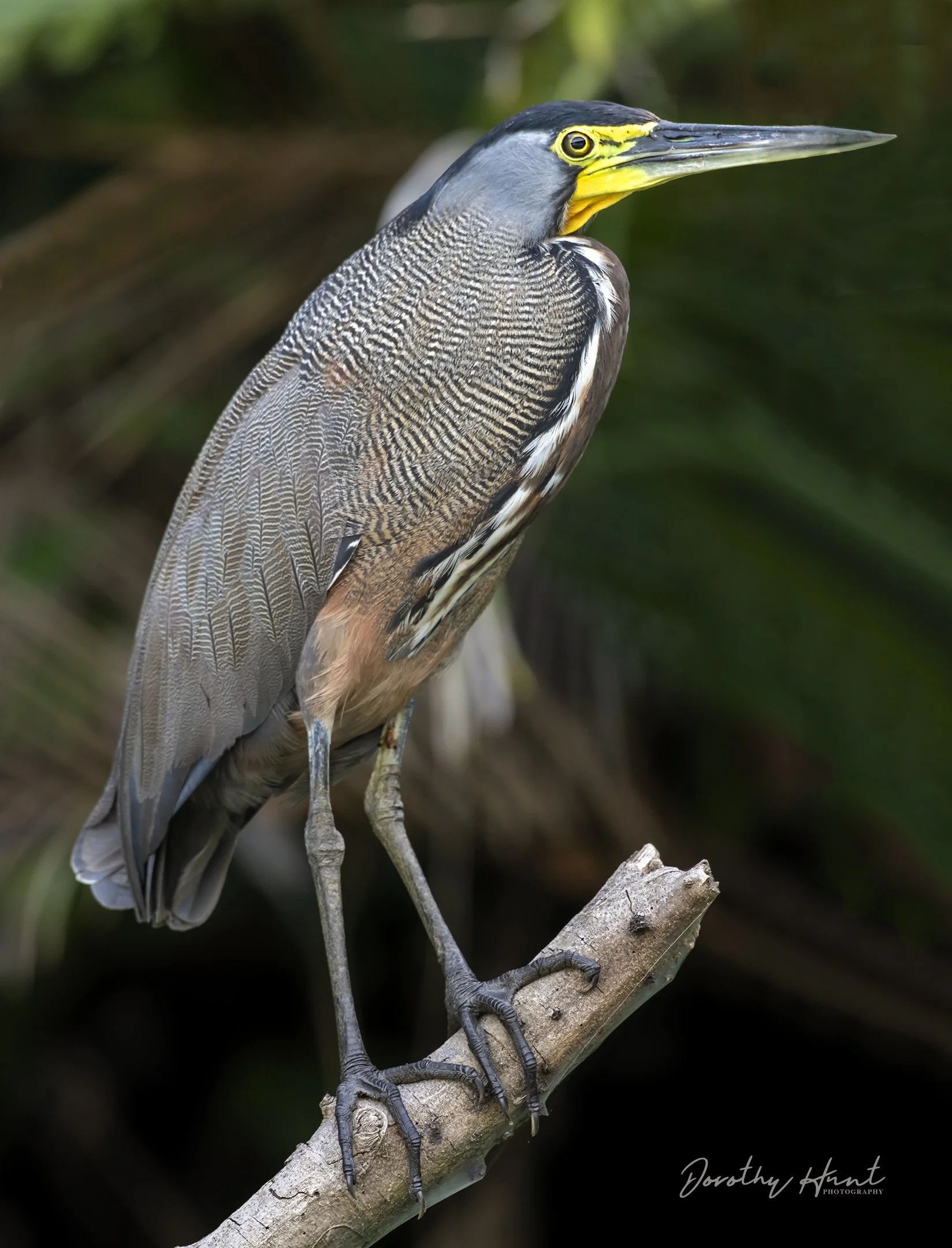 Bare-throated Tiger Heron, Costa Rica