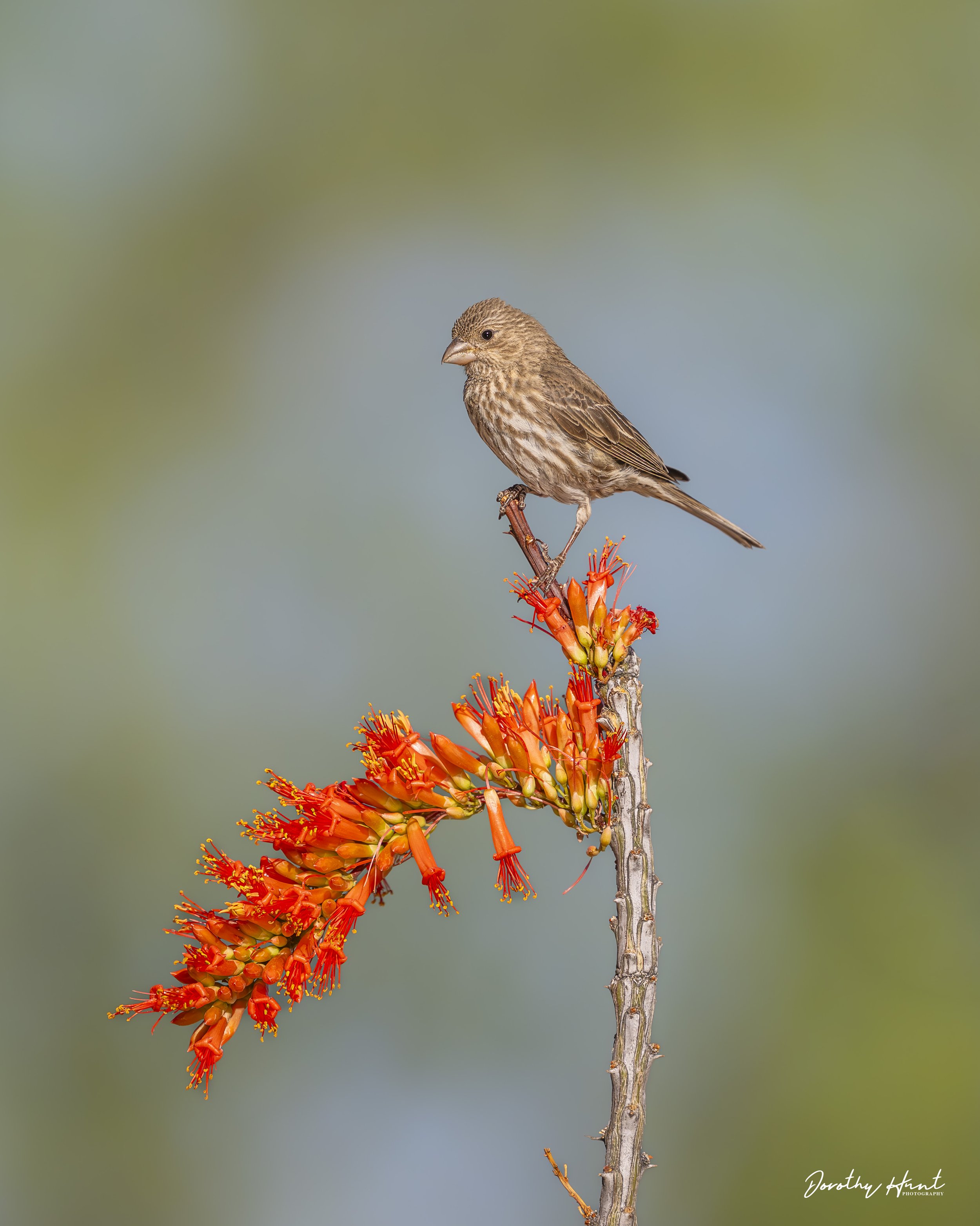 House Finch
