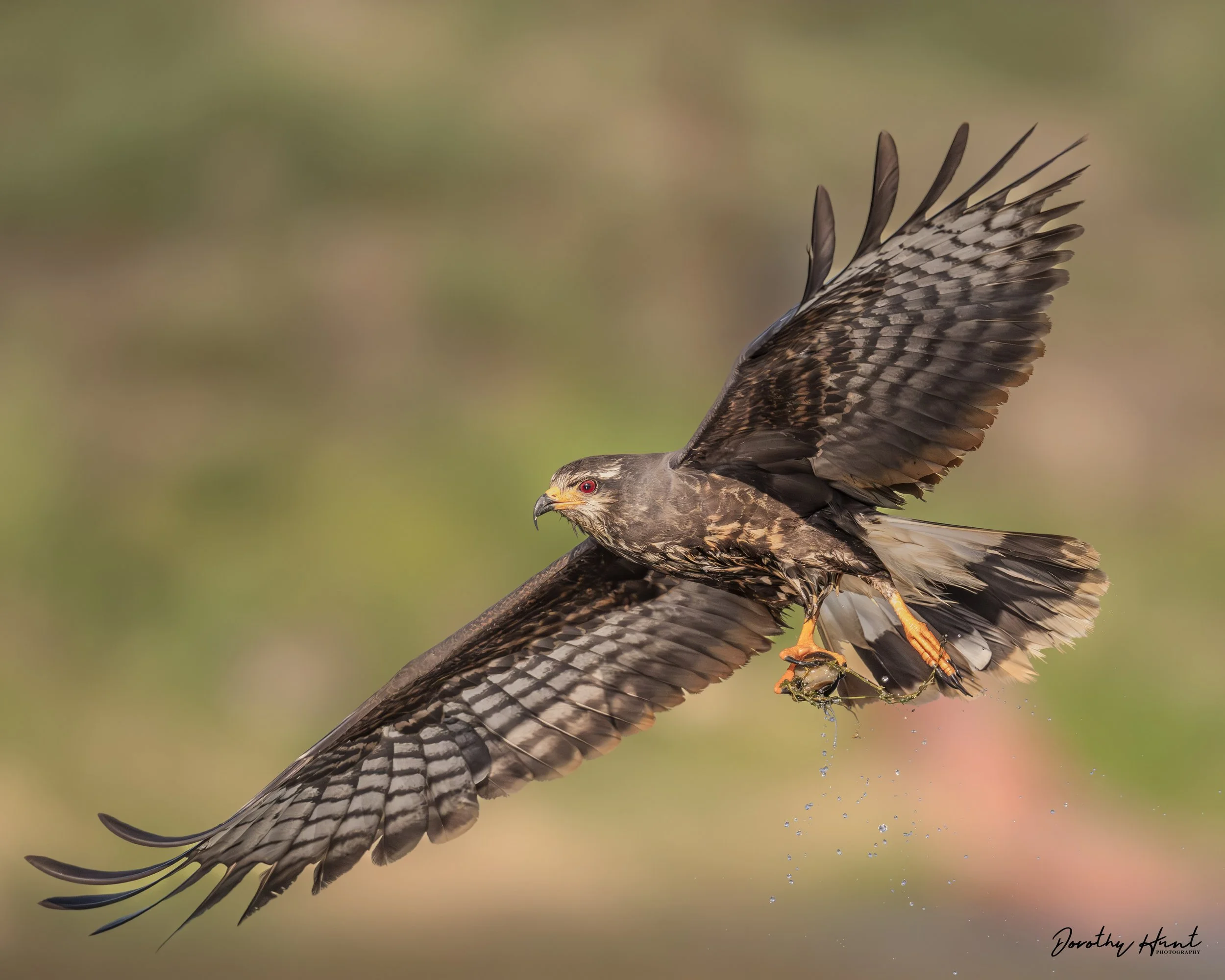 Snail Kite
