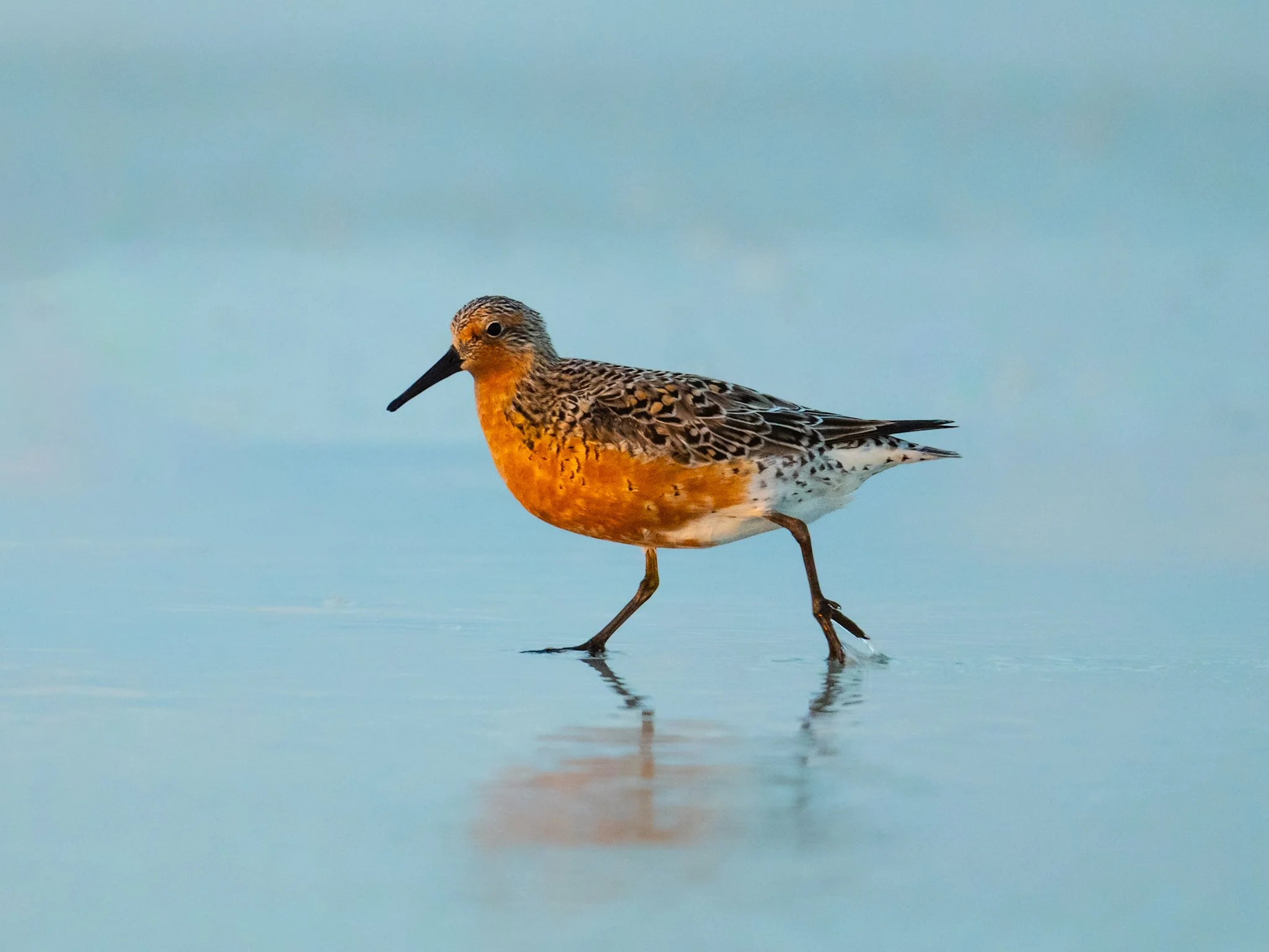 Red Knot