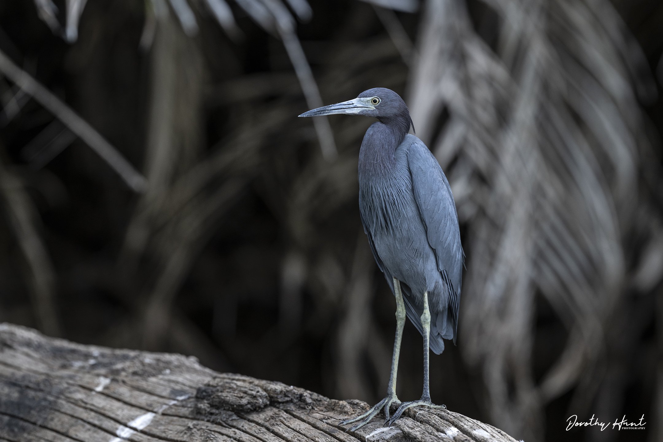 Little Blue Heron