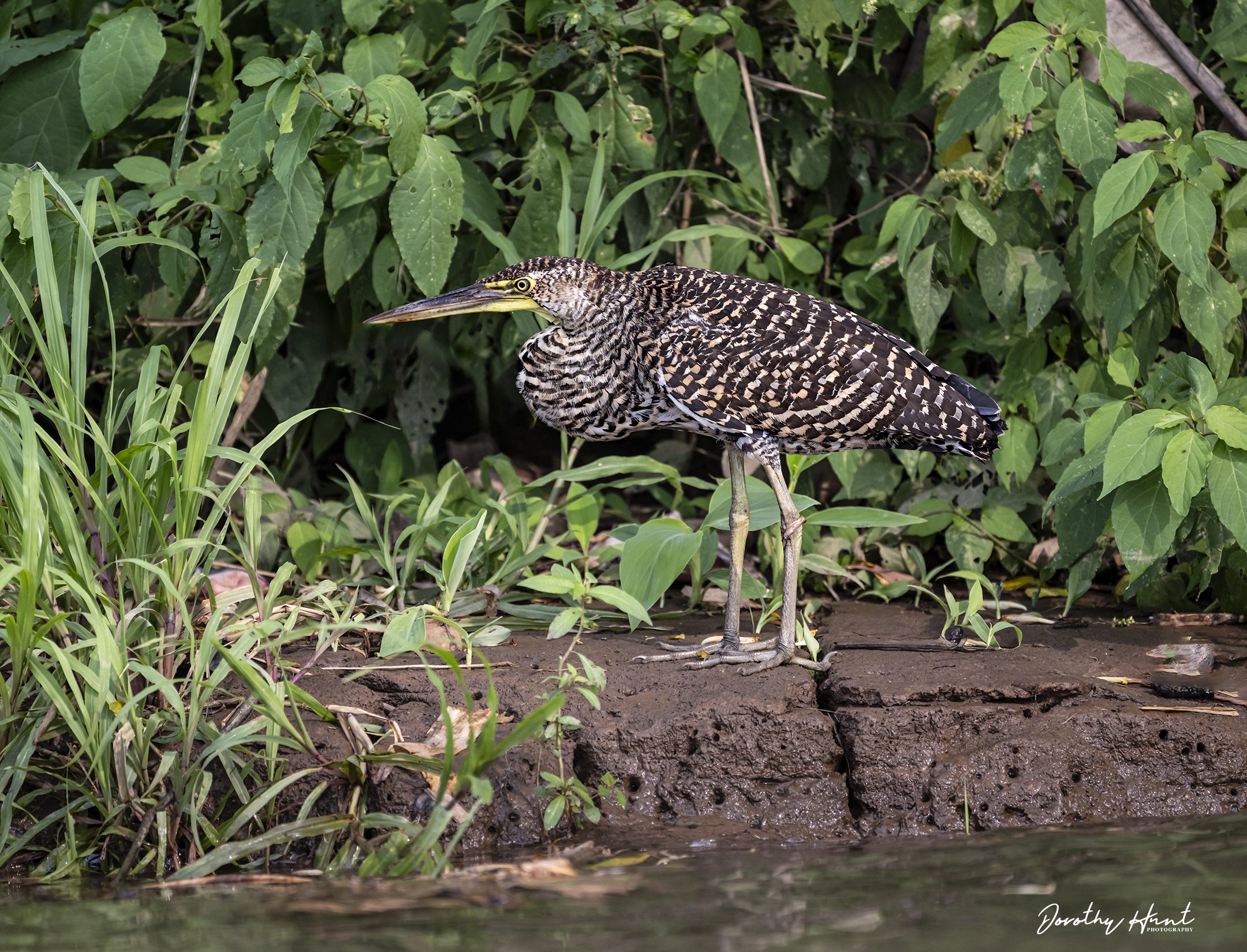 Juvenile Bare-throated Tiger Heron, Tarcoles River, Costa Rica