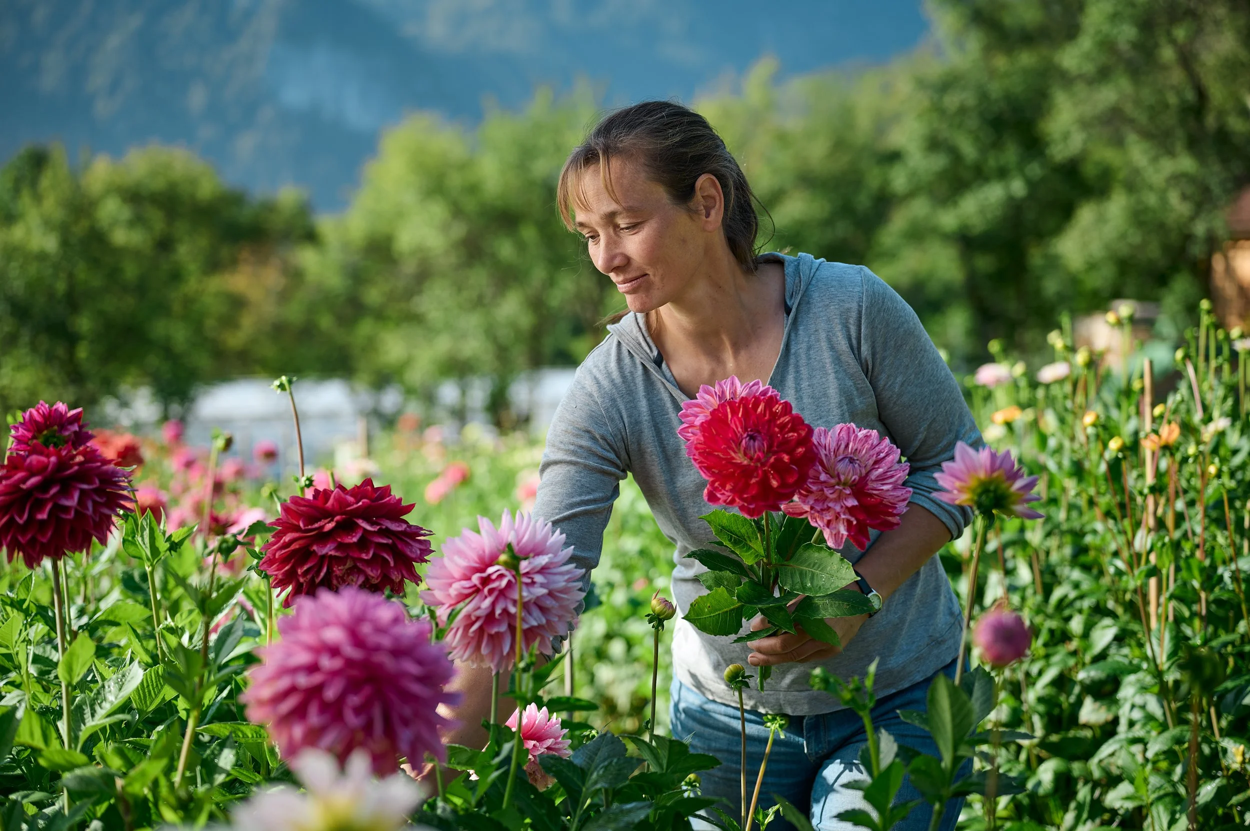 Frau beim Pflücken von pinken und roten Dahlien in einem Garten mit grünen Bäumen und Bergen im Hintergrund.