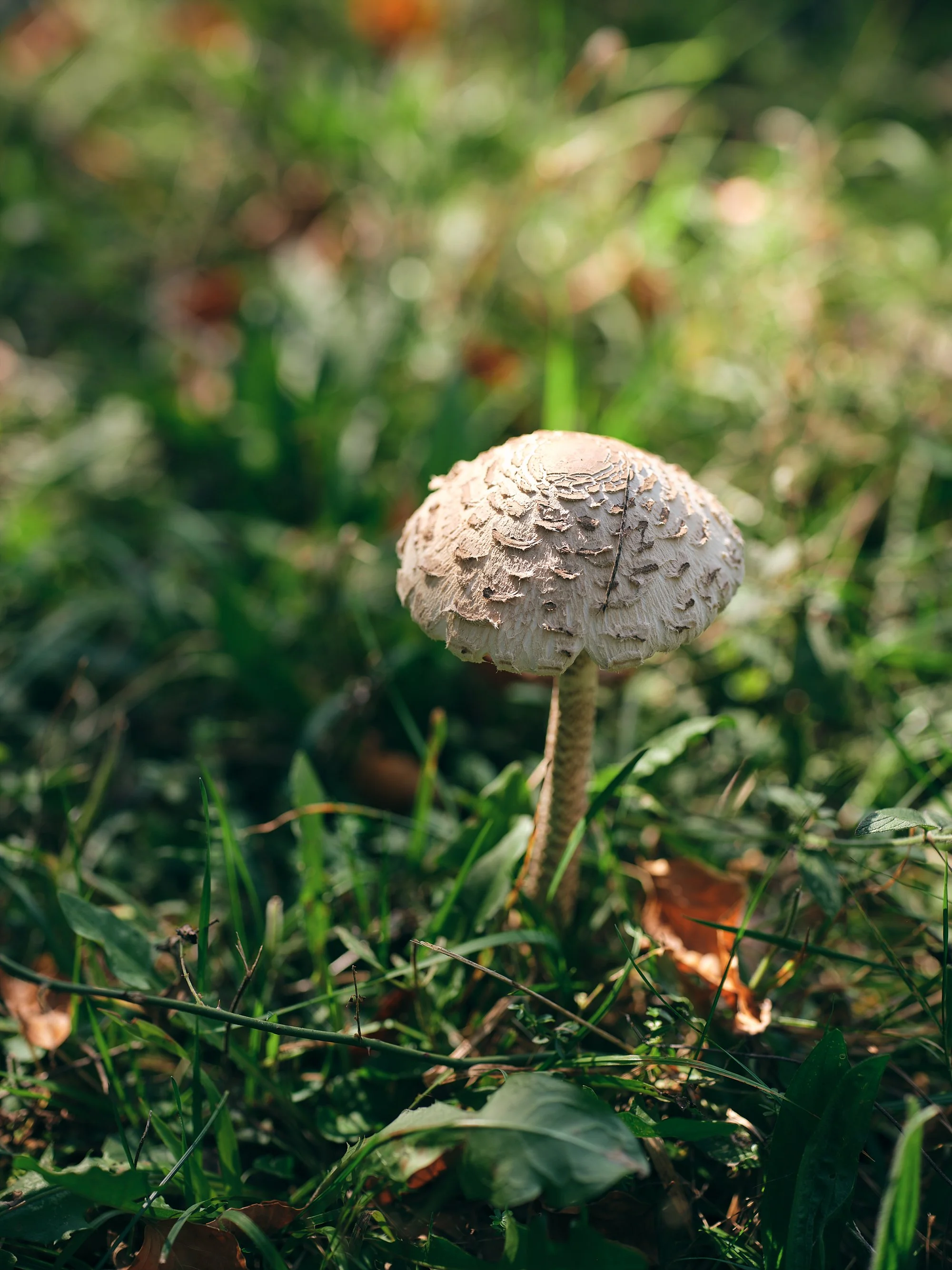Ein Pilz mit brauner Kappe, der aus hohem Gras und Blättern wächst, im Sonnenlicht auf einer Wiese.