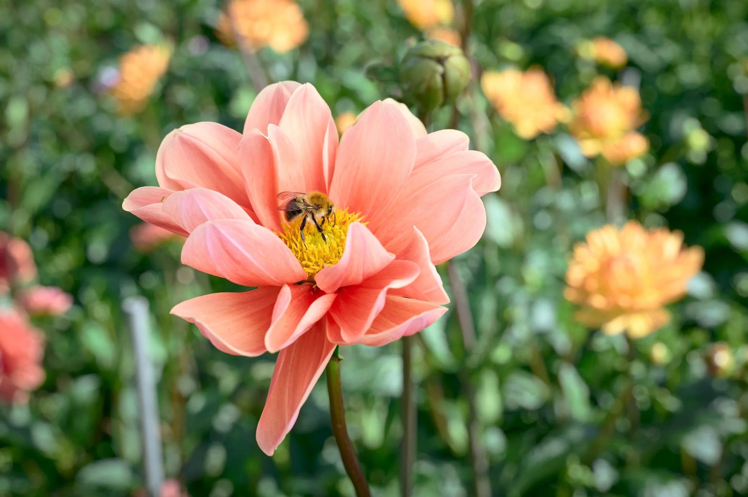 Eine rosafarbene Blumenblüte mit einer Biene, die auf dem gelben Zentrum der Blüte sammelt, im Hintergrund verschwommene Blumen und grünes Laub.