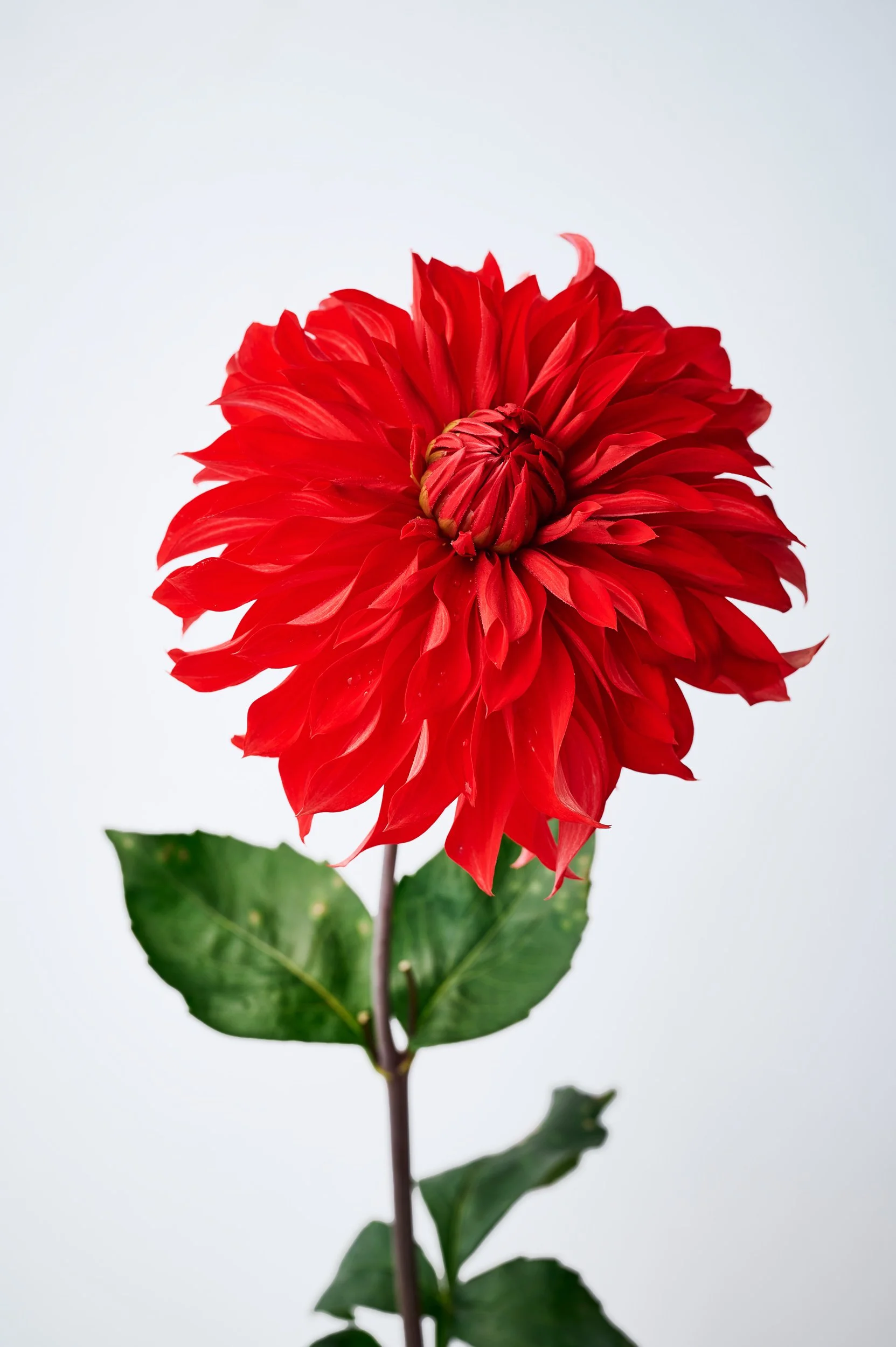 Eine rote Dahlie auf einem hellgrauen Hintergrund.
