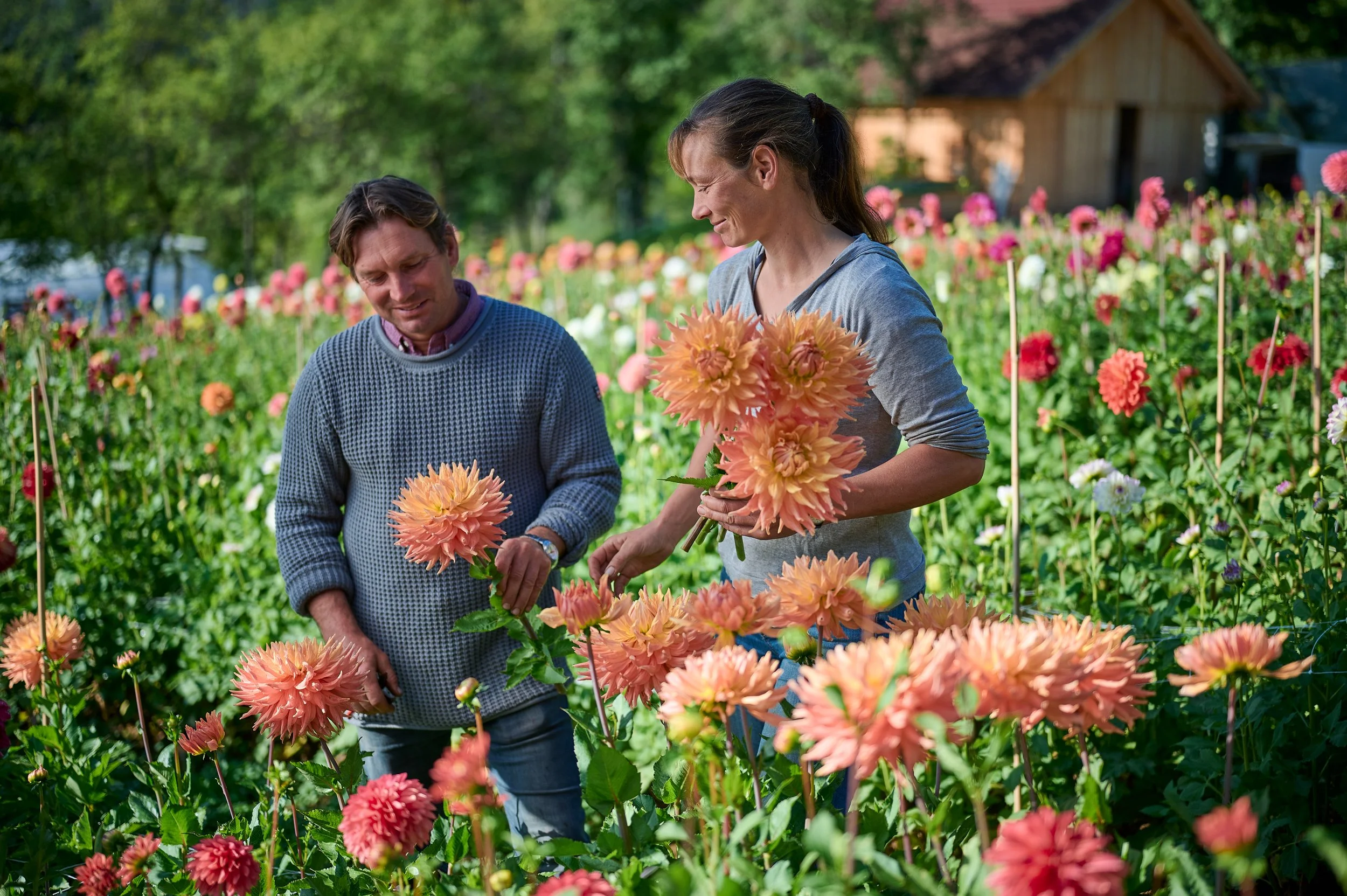 Zwei Menschen, ein Mann und eine Frau, stehen in einem bunten Blumenfeld, betrachten und halten große, peachfarbene Dahlien, umgeben von vielen weiteren Blumen, im Freien bei Tageslicht.