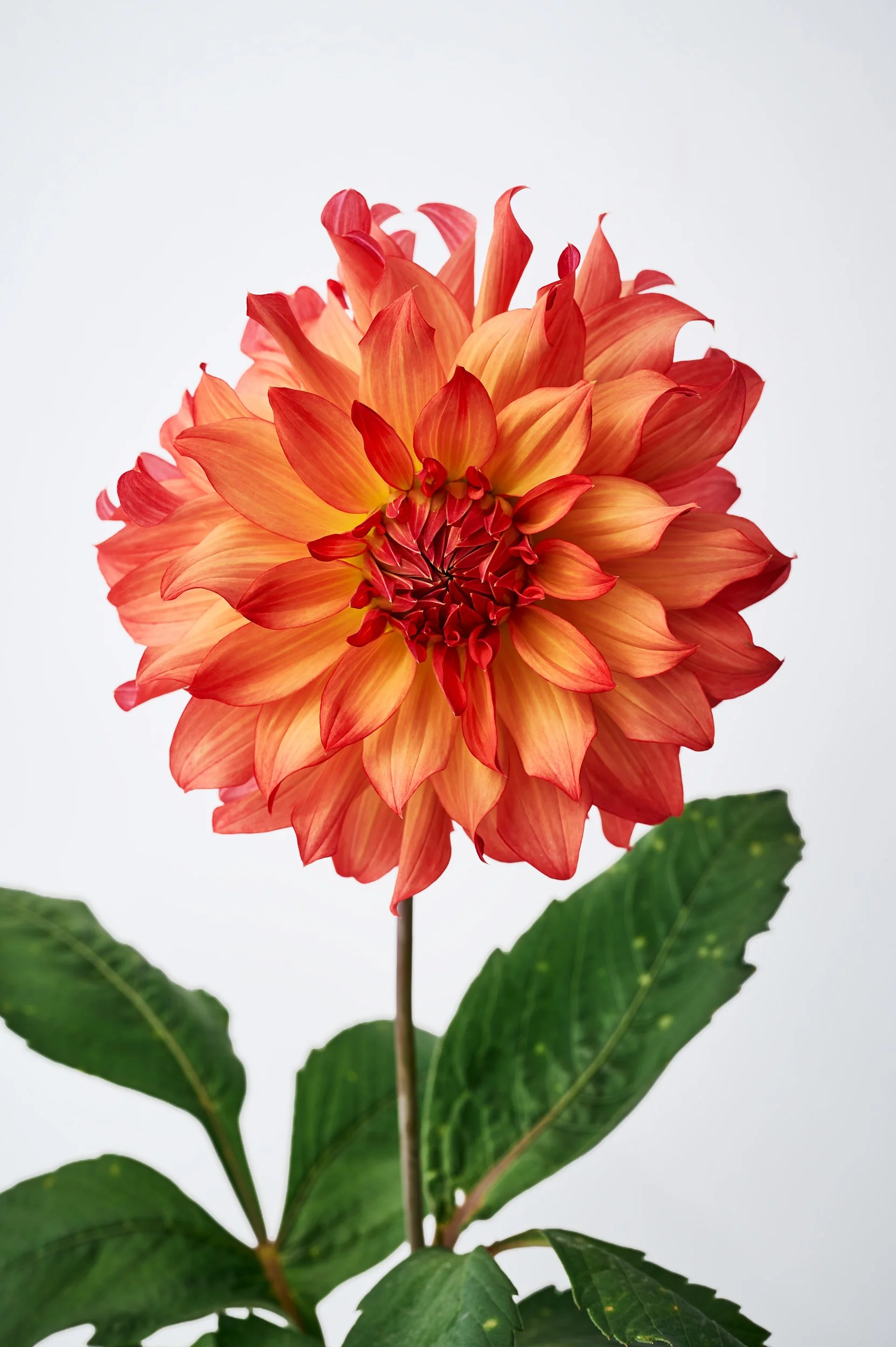 Eine orange-rote Dahlie mit großen grünen Blättern vor einem weißen Hintergrund.