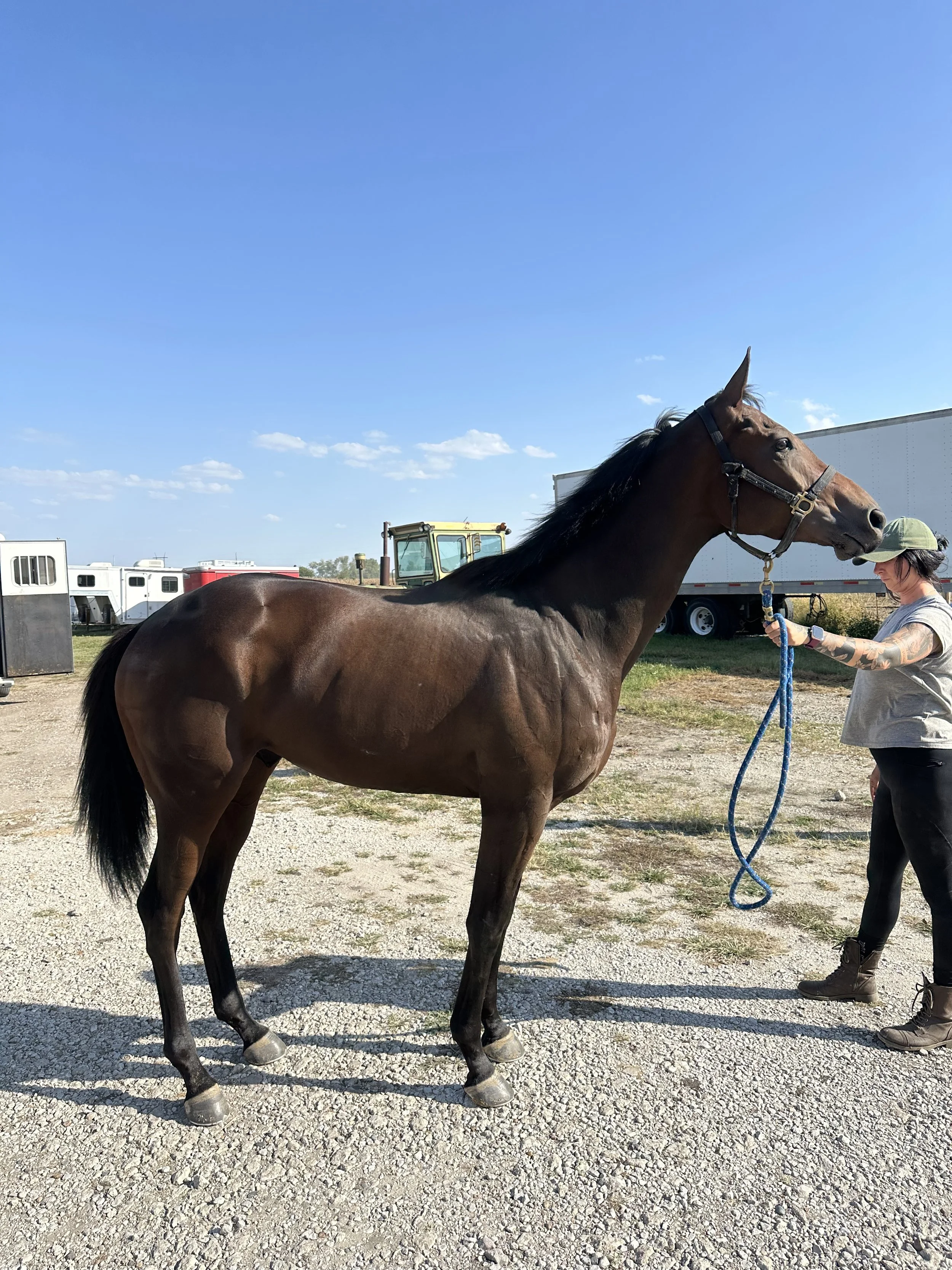 Allegrissimo - Coming Soon