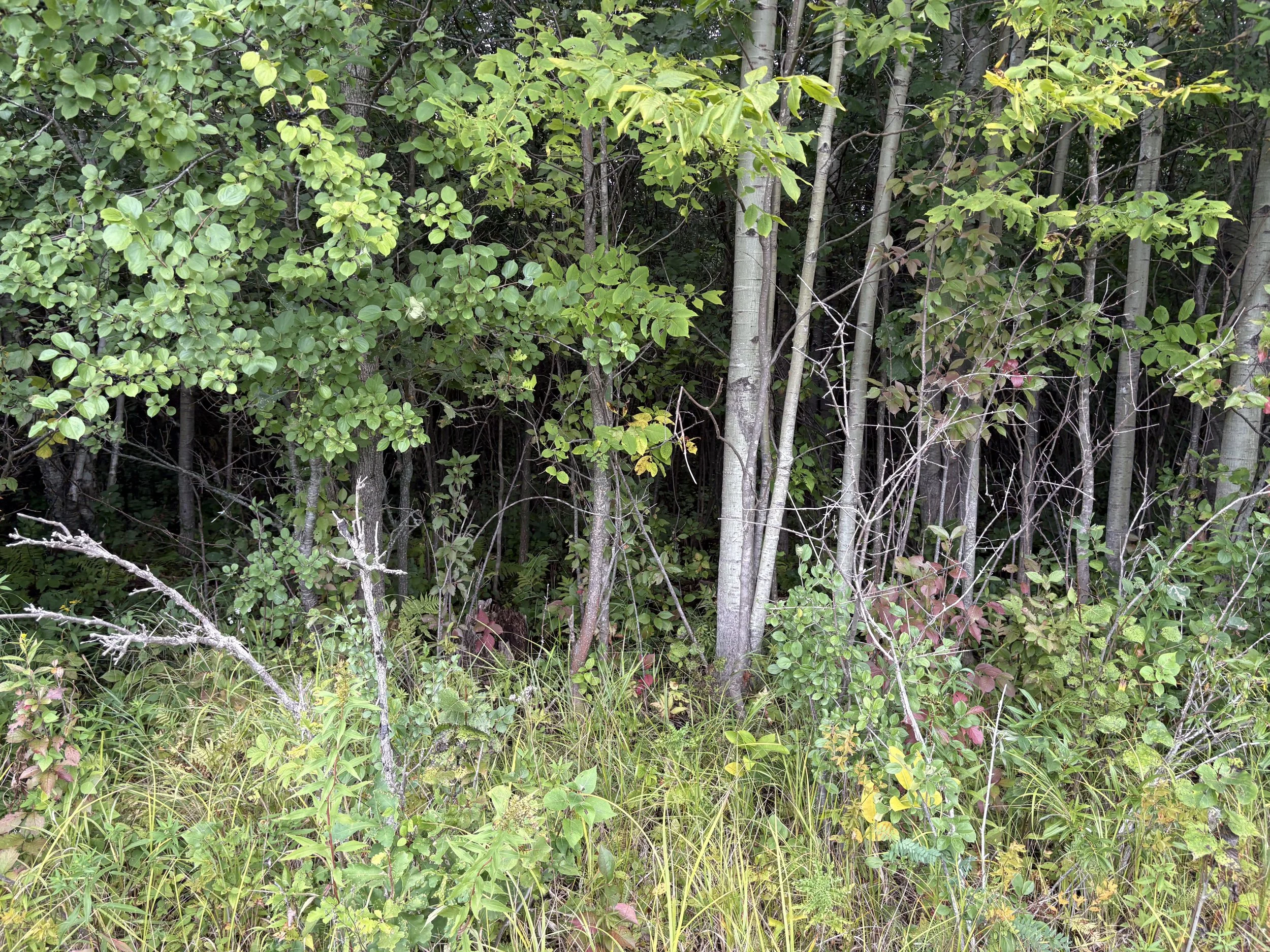 IMG_5257.jpeg