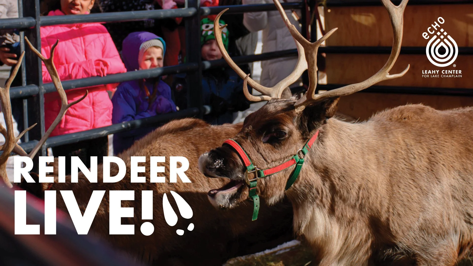 Live Reindeer at ECHO