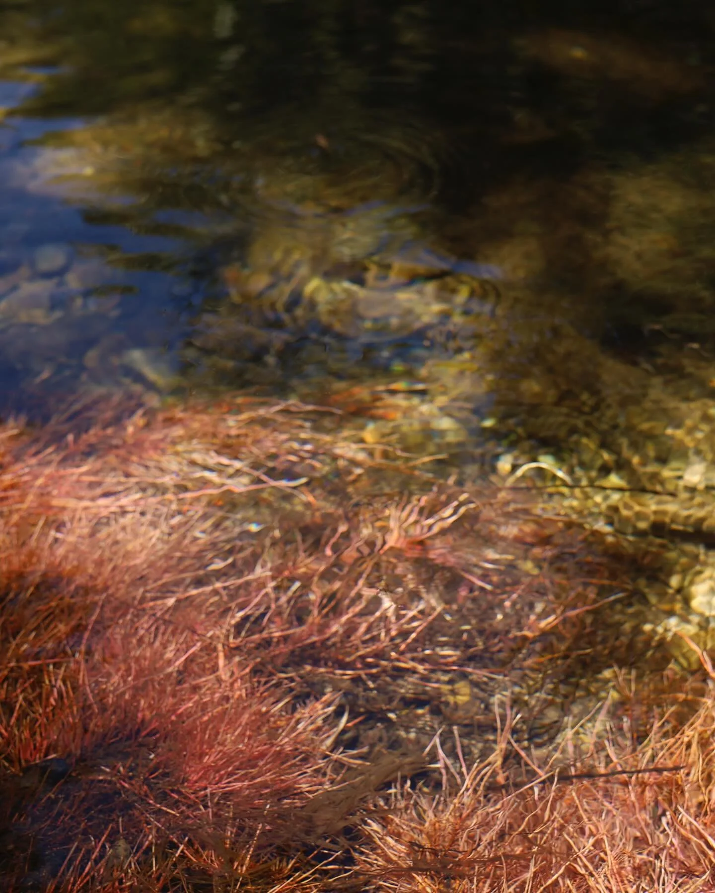 Marie danse avec l&rsquo;eau 
Le chant de la Vis comme &eacute;tincelle, nos mouvements au diapason. Un jeu &agrave; deux avec le lieu dans l&rsquo;Instant. 
S&eacute;ance photo pour Marie dans son art 
#lifeartprocess&reg; 

22 juillet ✨
@eaudeladan