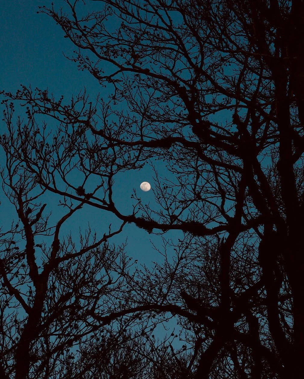 Lunaire solaire

🪻@lise_gallois

&mdash;&mdash;&mdash;- s&eacute;ance photo &amp; po&eacute;sie visuelle