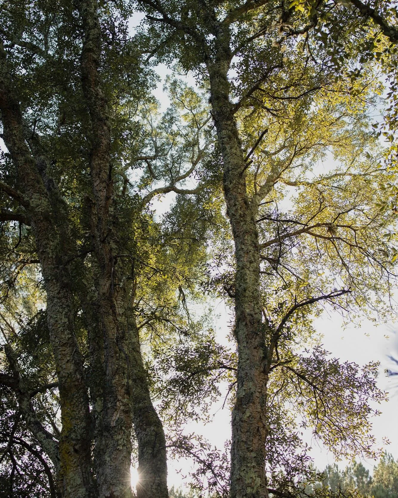 Entre terre et ciel ✨

&mdash;&mdash;&mdash;- po&eacute;sie visuelle
