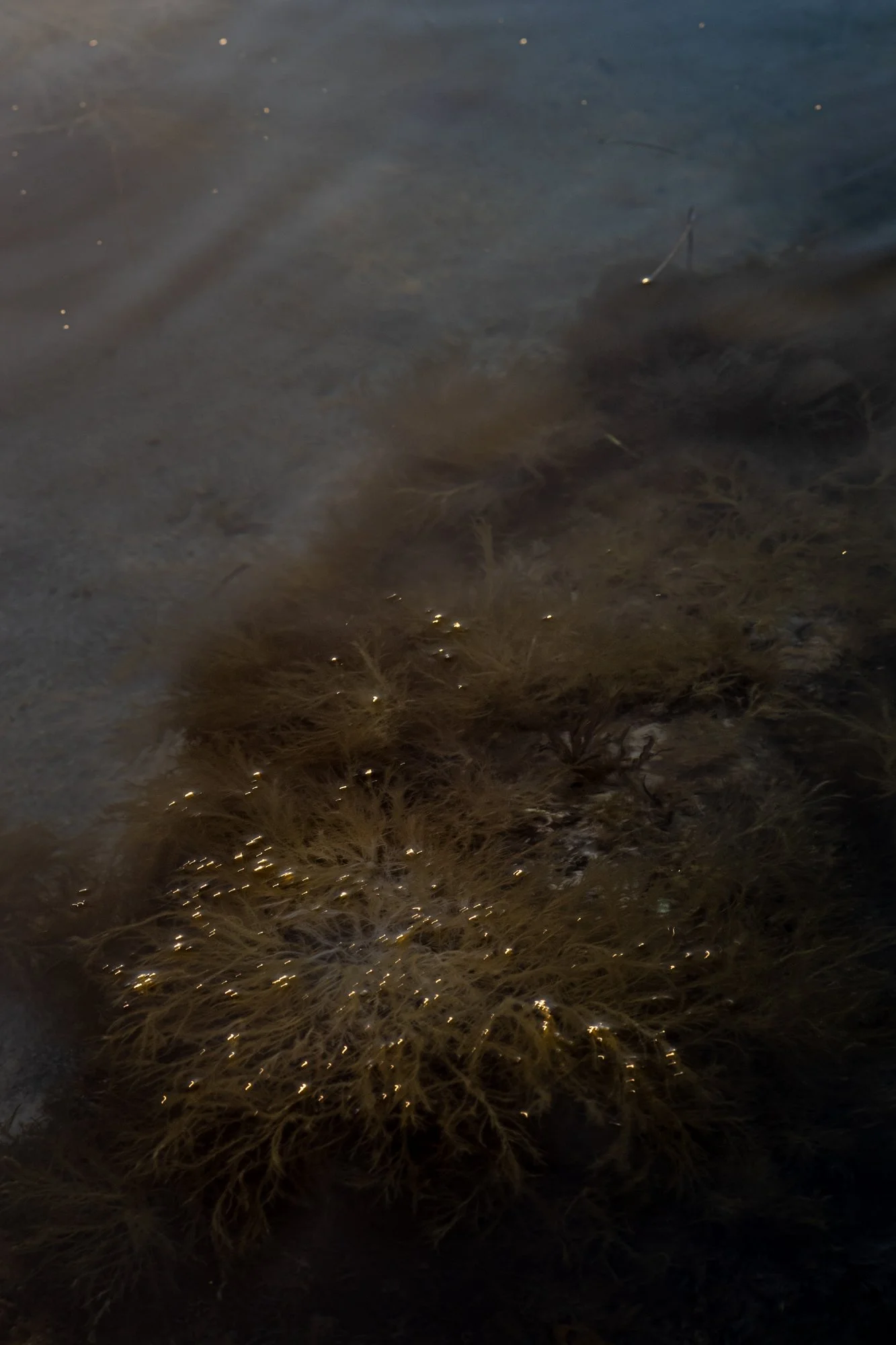  Née de la nuit      2025   5/15