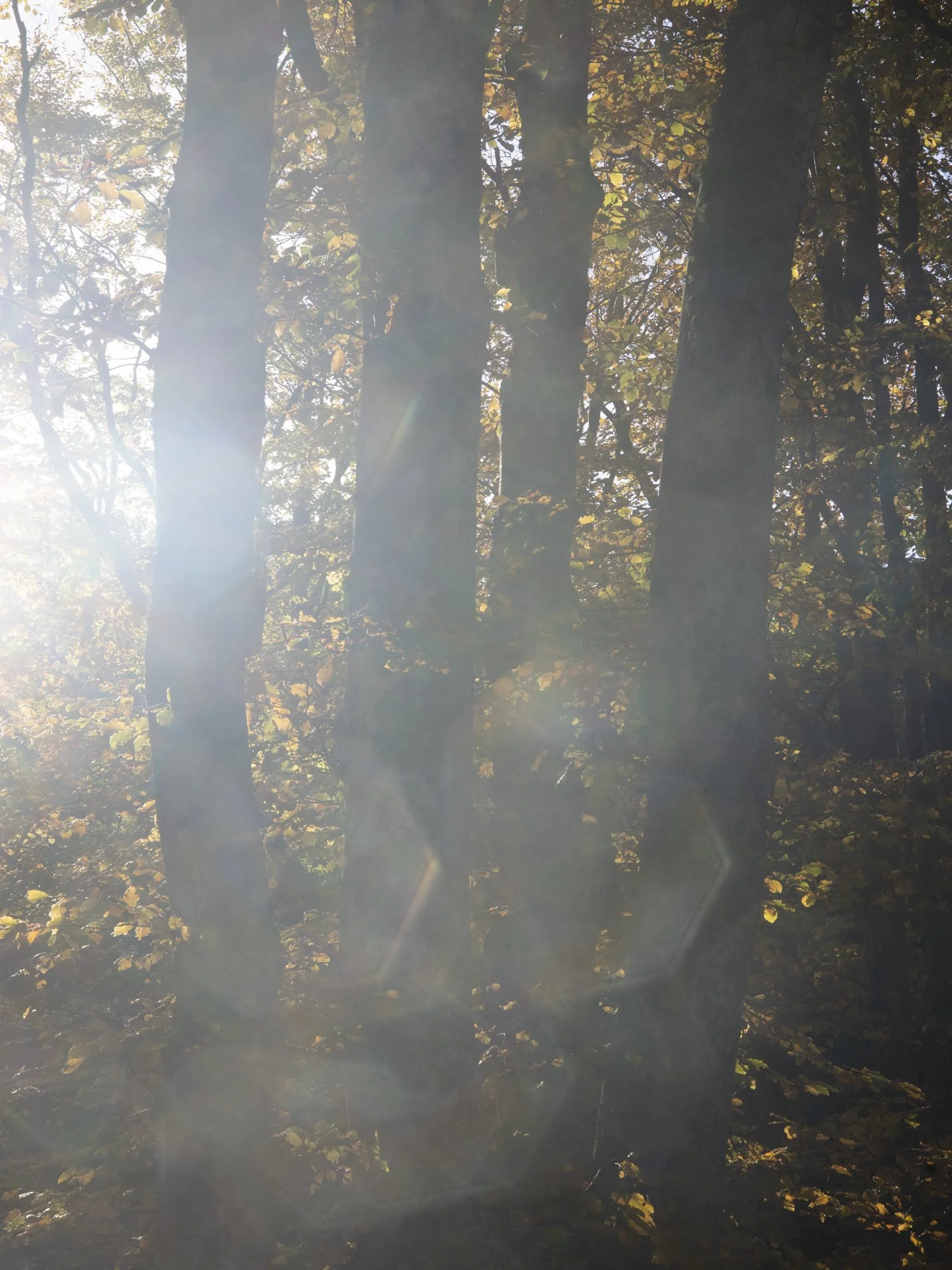 jeux de lumière en forêt
