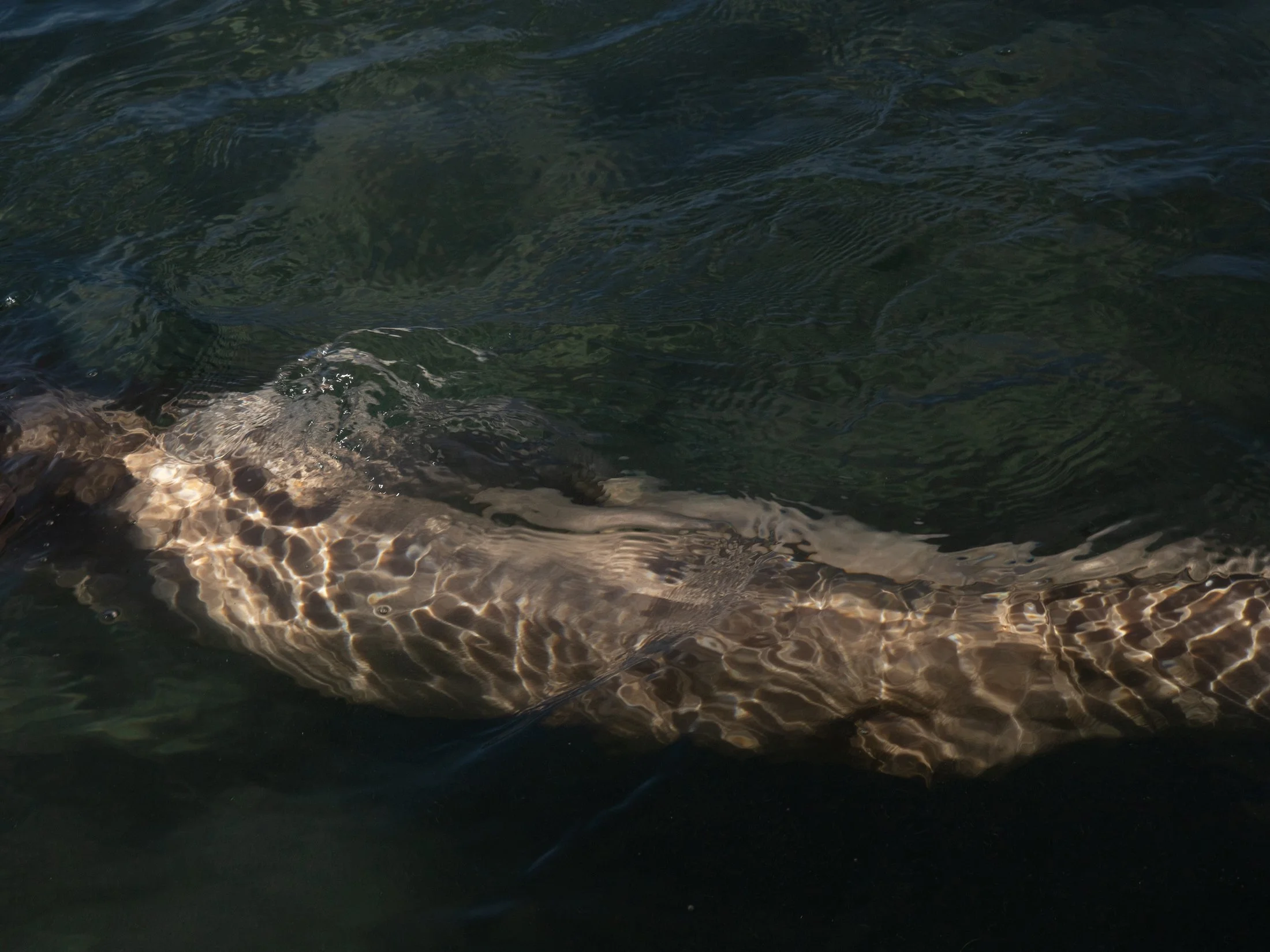  De peau et d'eau      2025   5/13