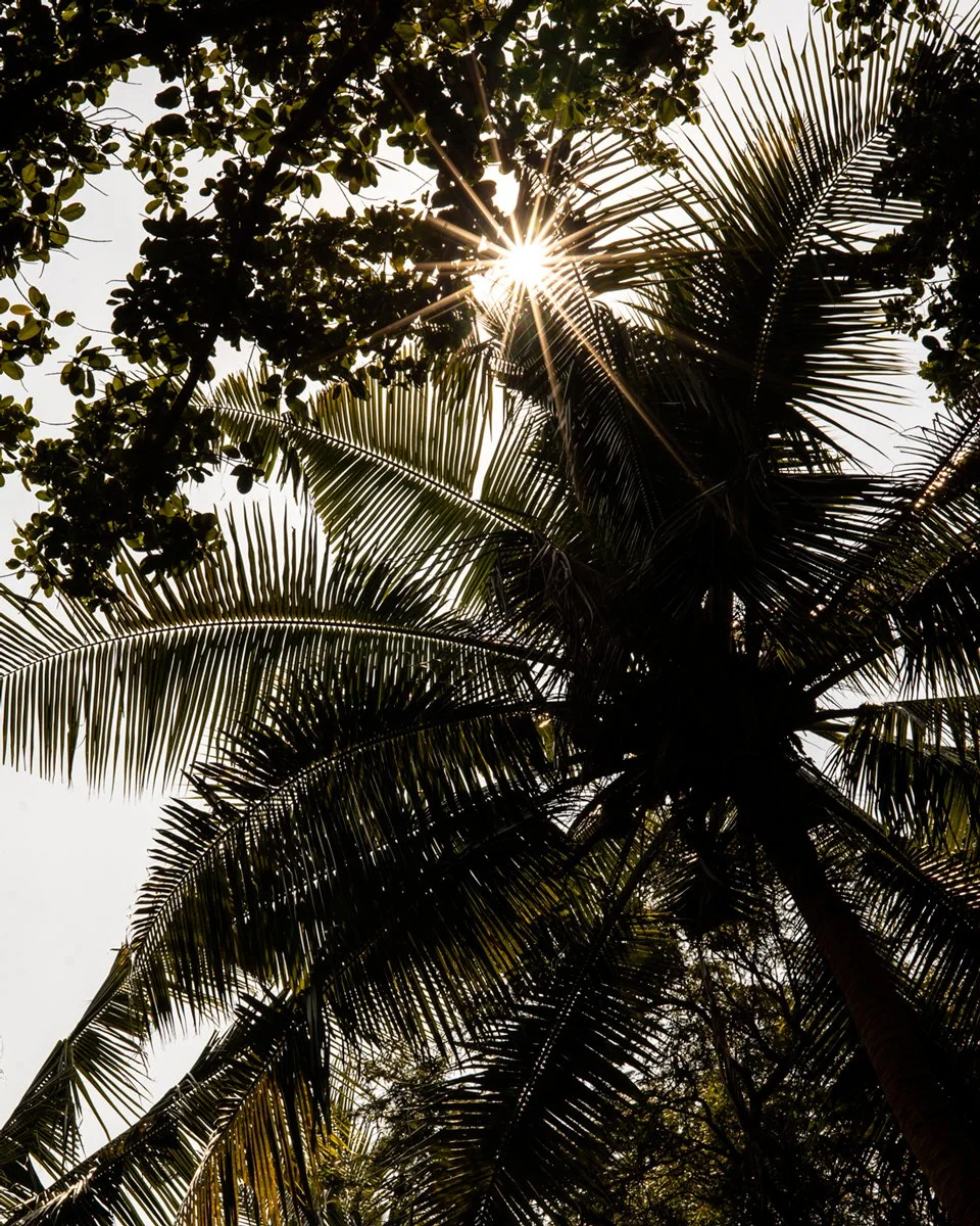 palmier et jeux de lumière