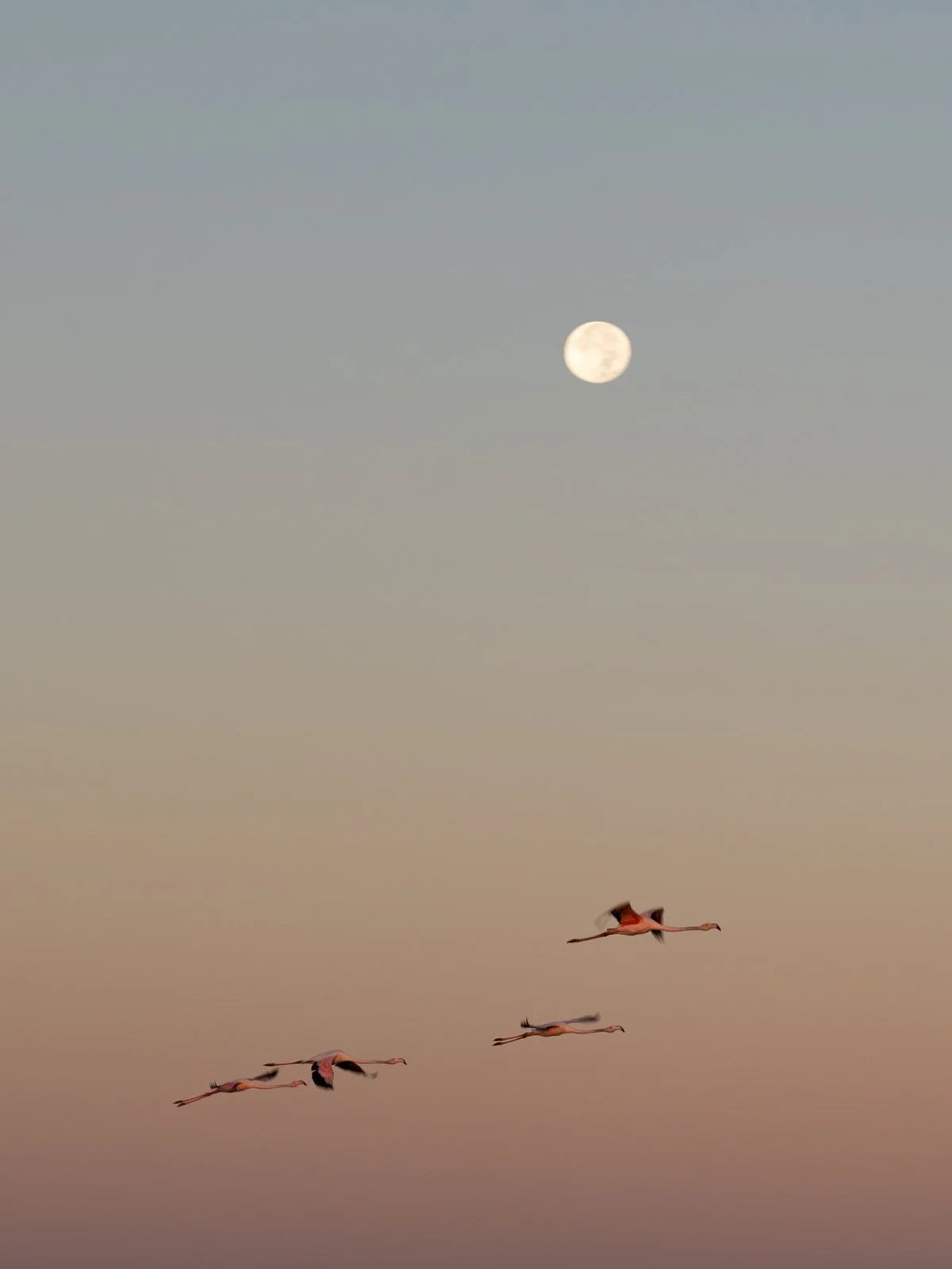 moon-with-wings_nadiawh.jpg