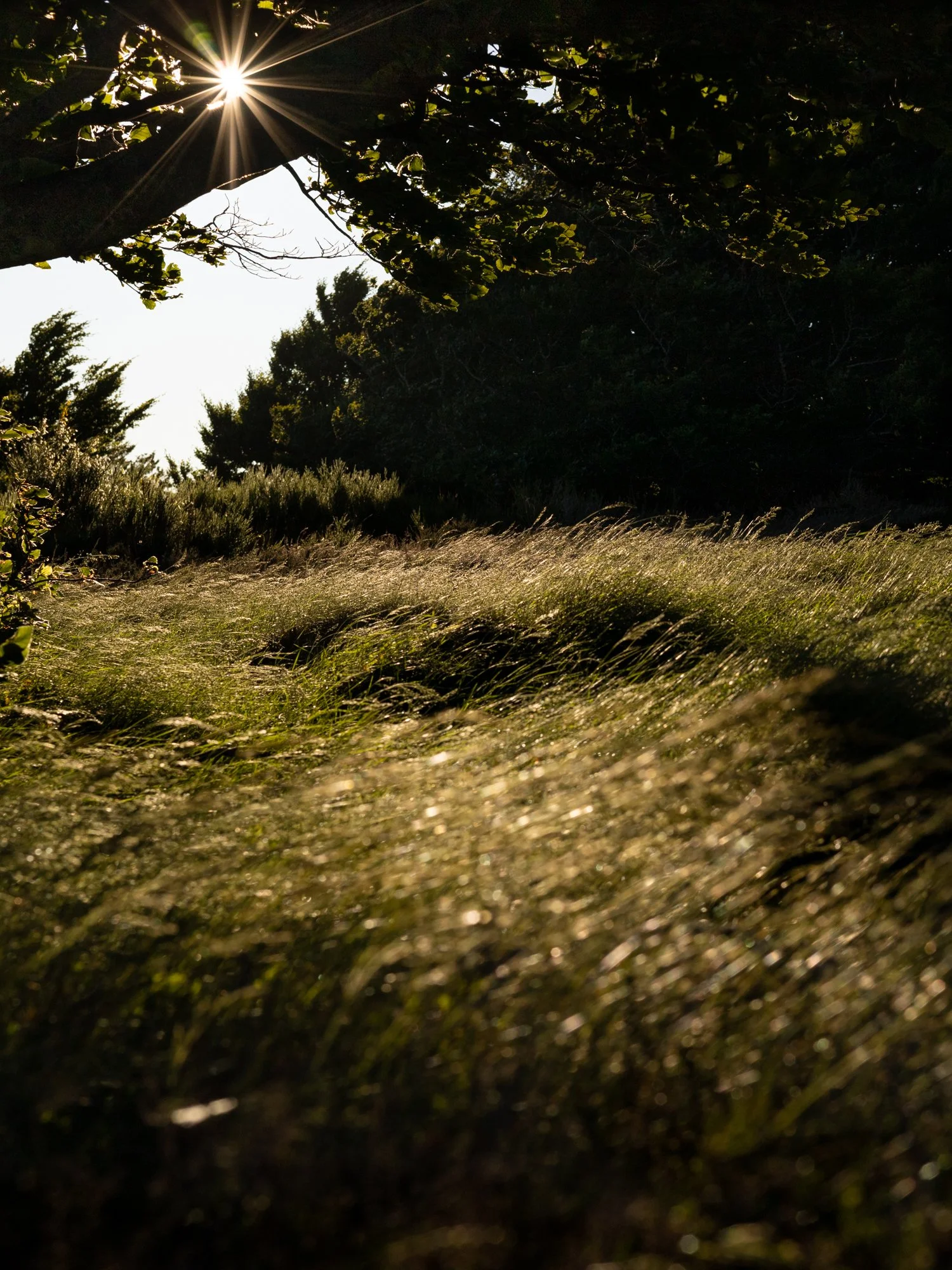 terre mere-nabdelwahed.jpg