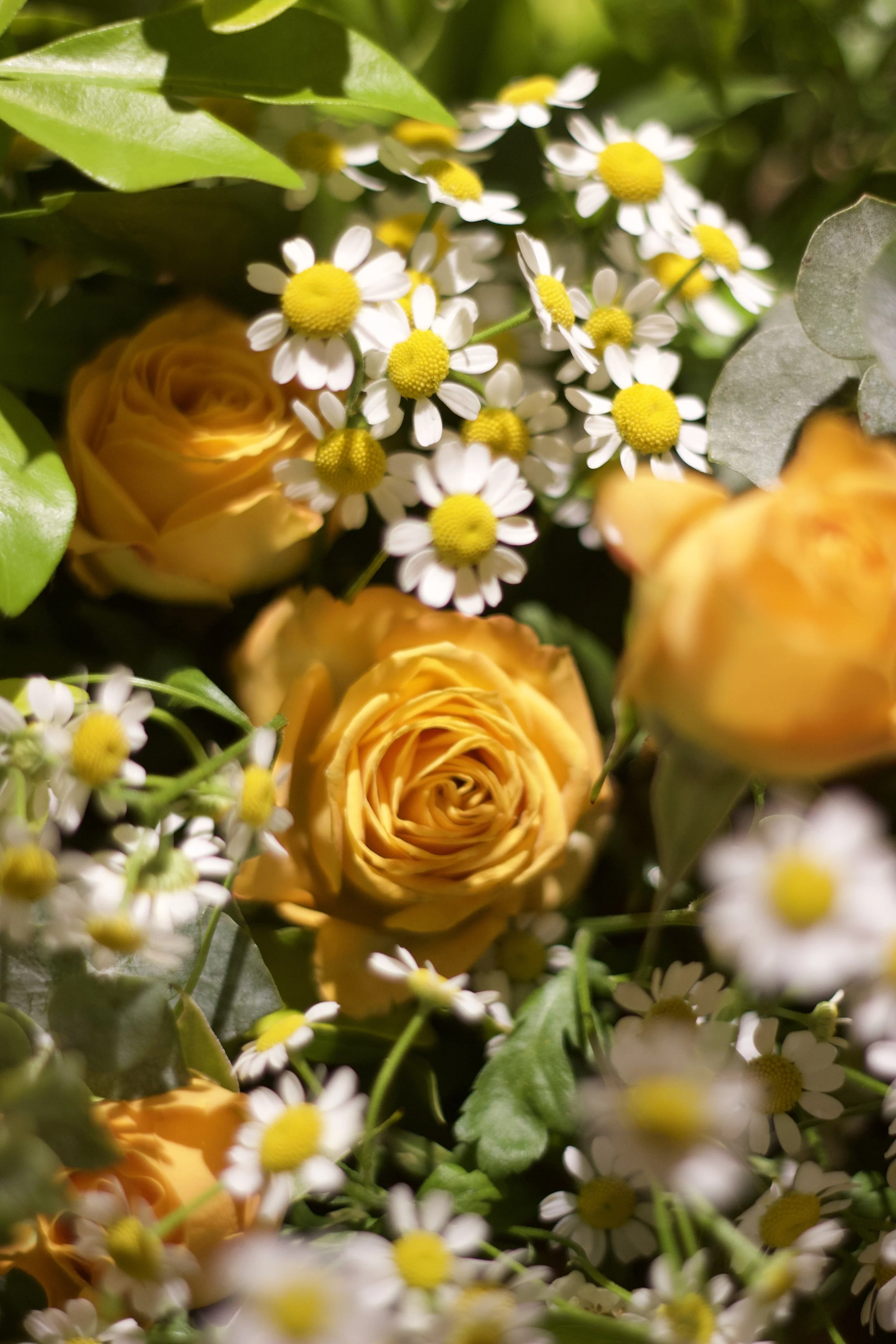 A bouquet of yellow roses and small white daisies with yellow centers surrounded by green leaves.