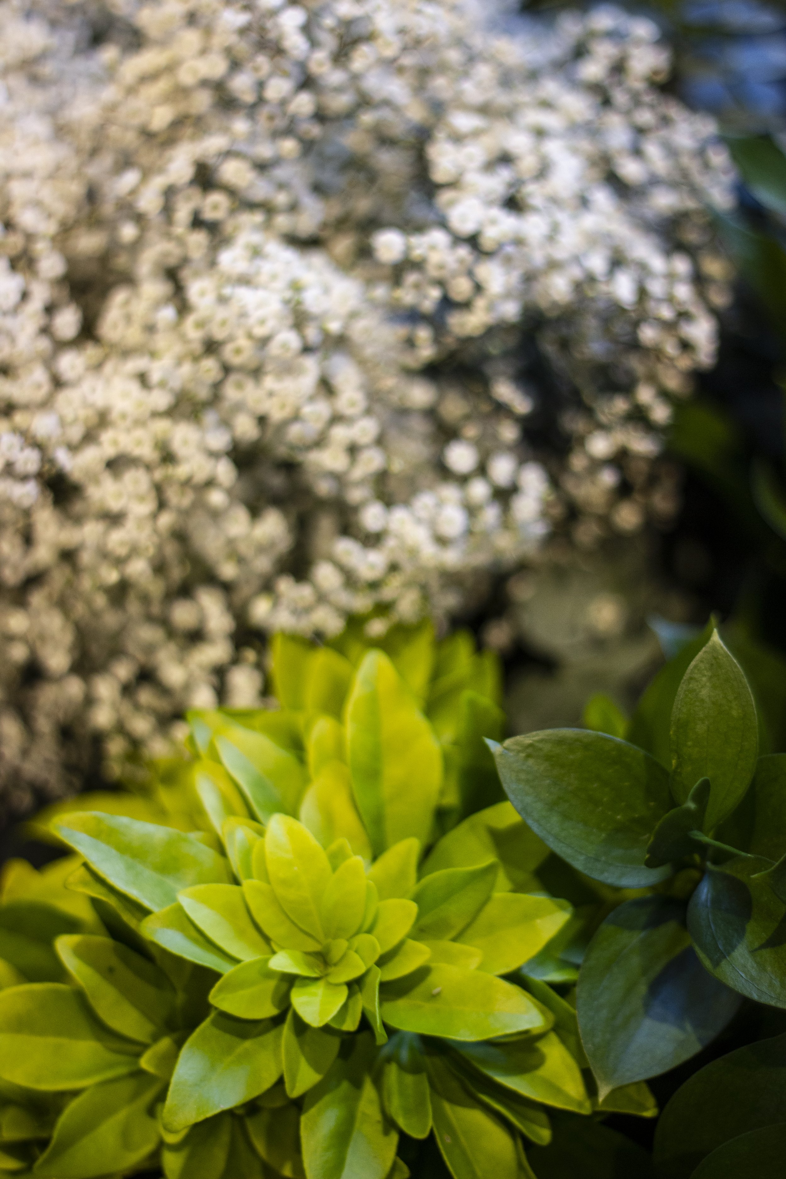 Close-up of green succulent plants with small white flowers in the background.