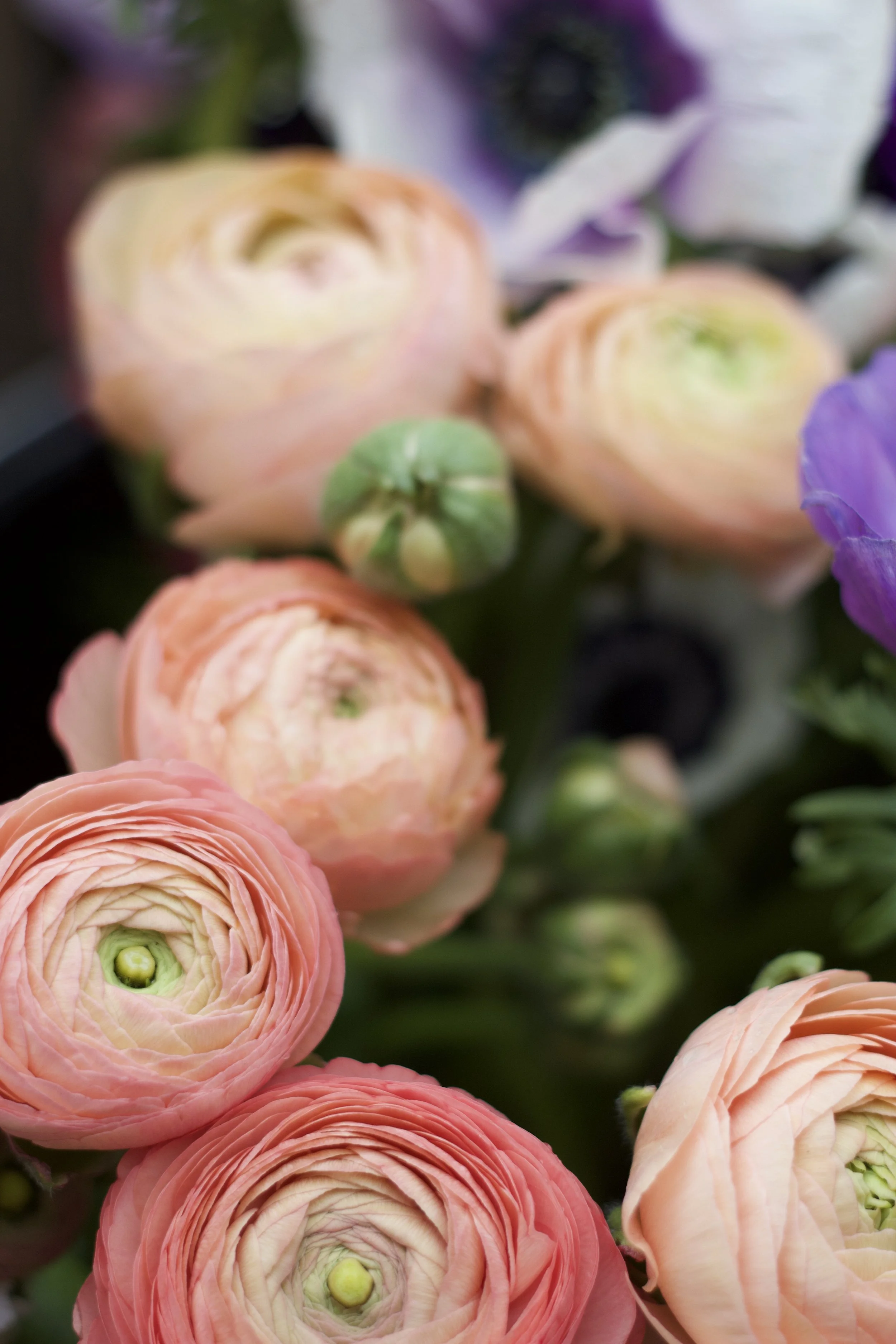Close-up of pink and peach ranunculus flowers with some purple flowers in the background.