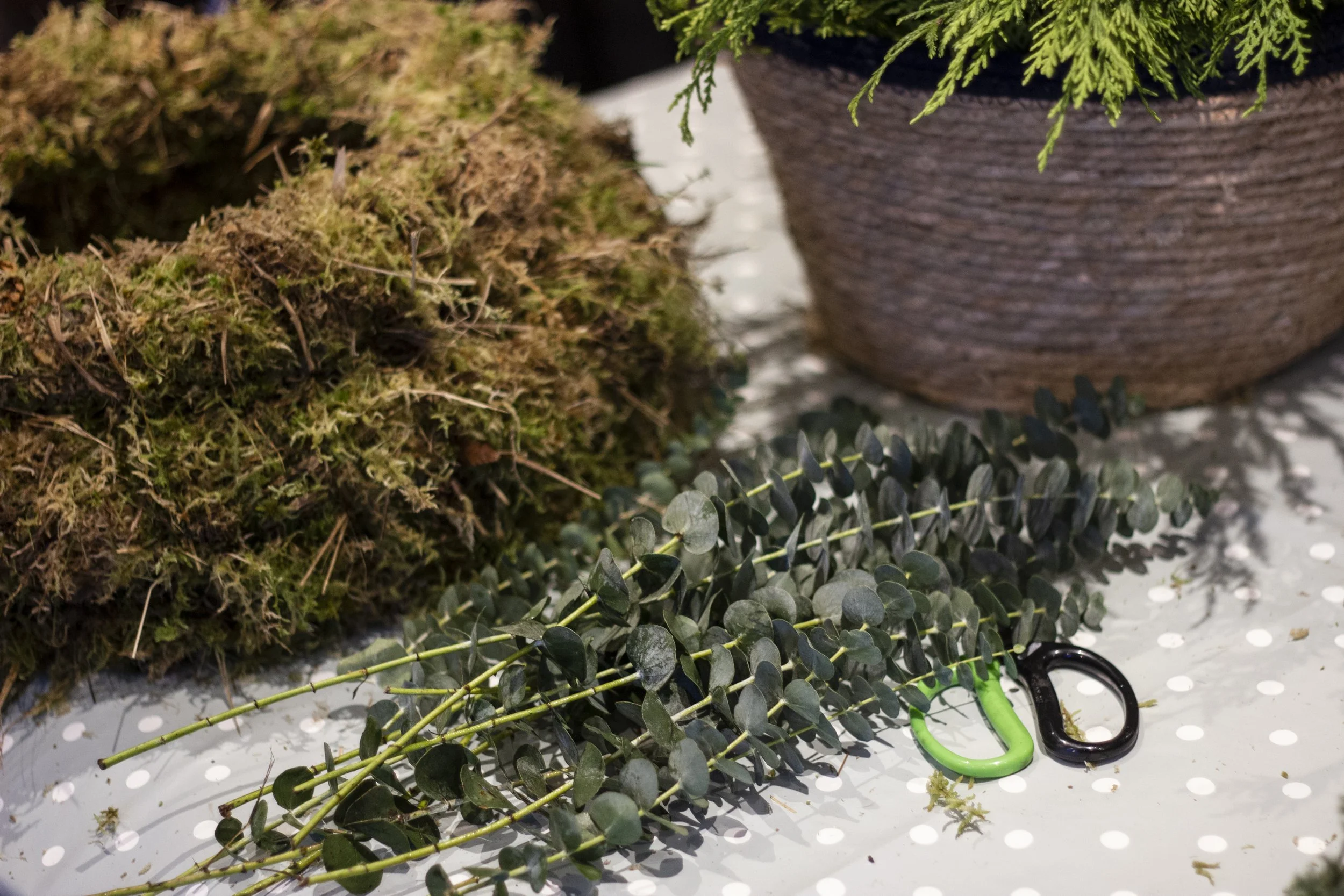 Smaller branch of eucalyptus with round dark green leaves, a spool of moss, scissors, and a large potted plant on a gray and white polka dot surface.