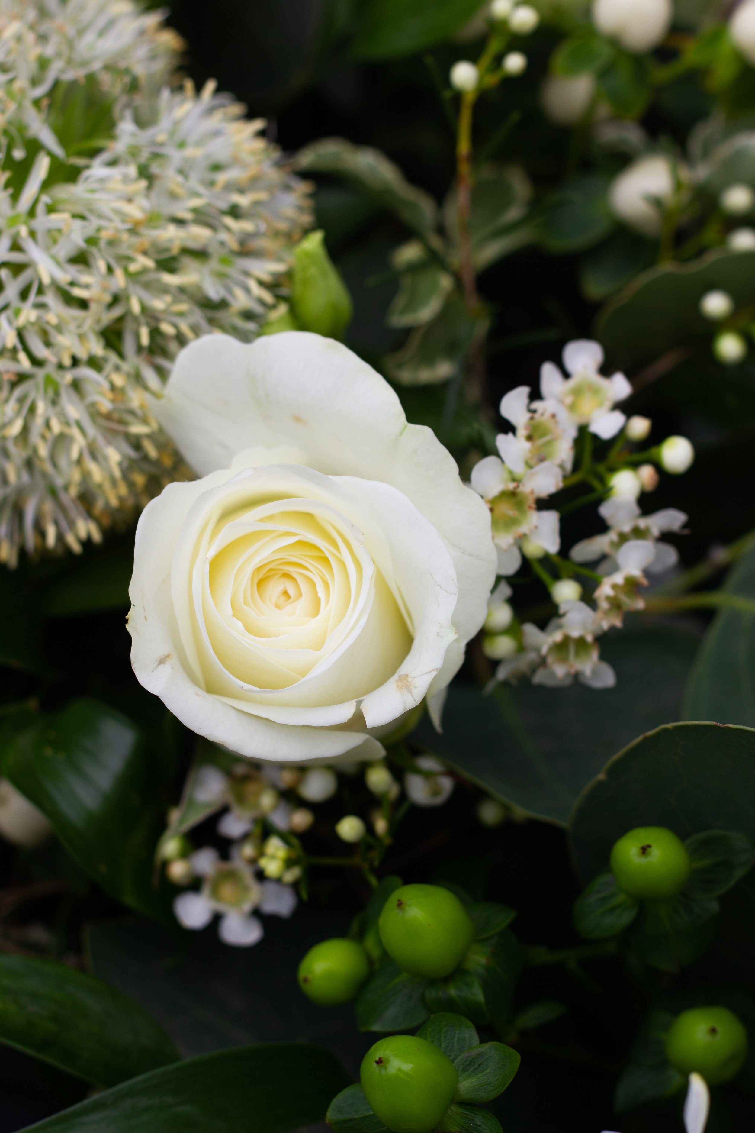 Close-up of a white rose surrounded by white berries and green leaves.