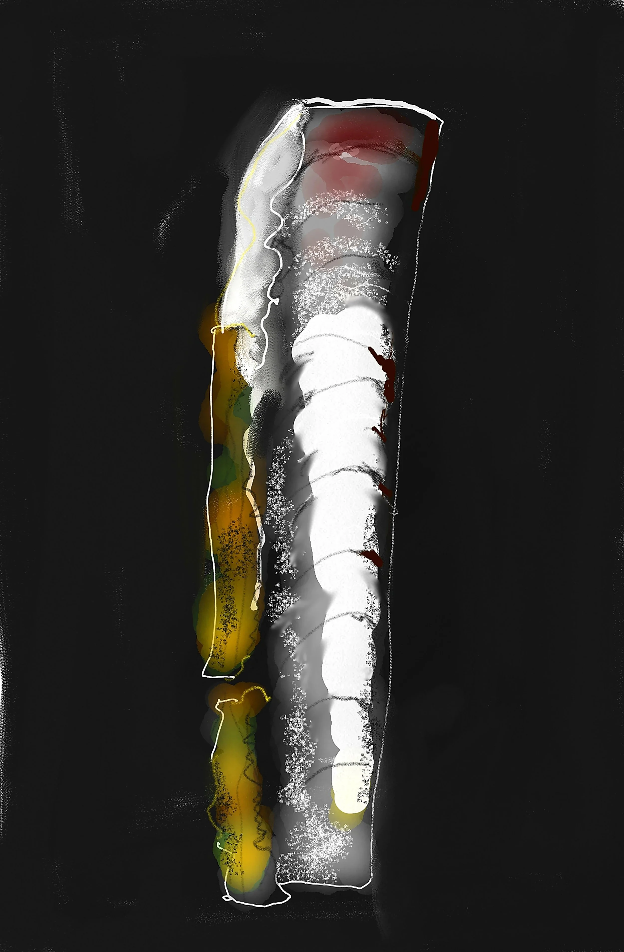 Razor Clam C-Type Print