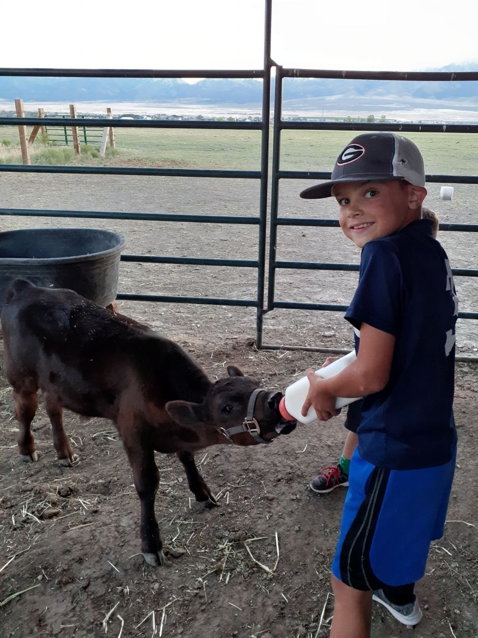 A young boy feeding a baby calf with a bottle in a farm pen with fencing, a water trough, and in the background open land and mountains.