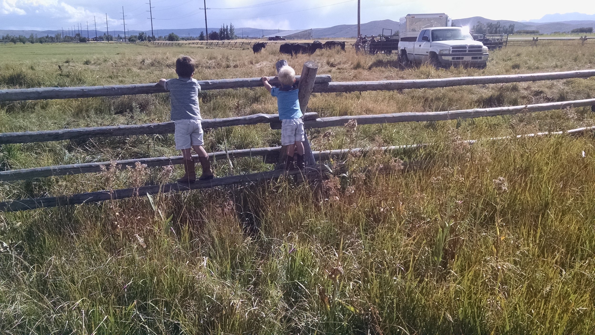 Two young boys climbing on a wooden fence in a grassy field, with cows and a pickup truck visible in the background.