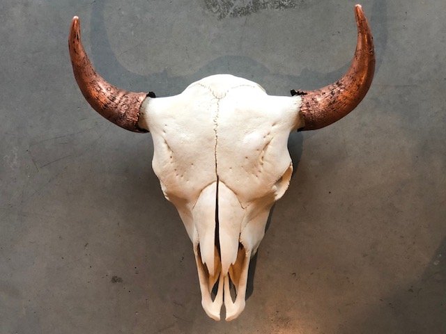 Bison Skull. Natural and copper..jpg