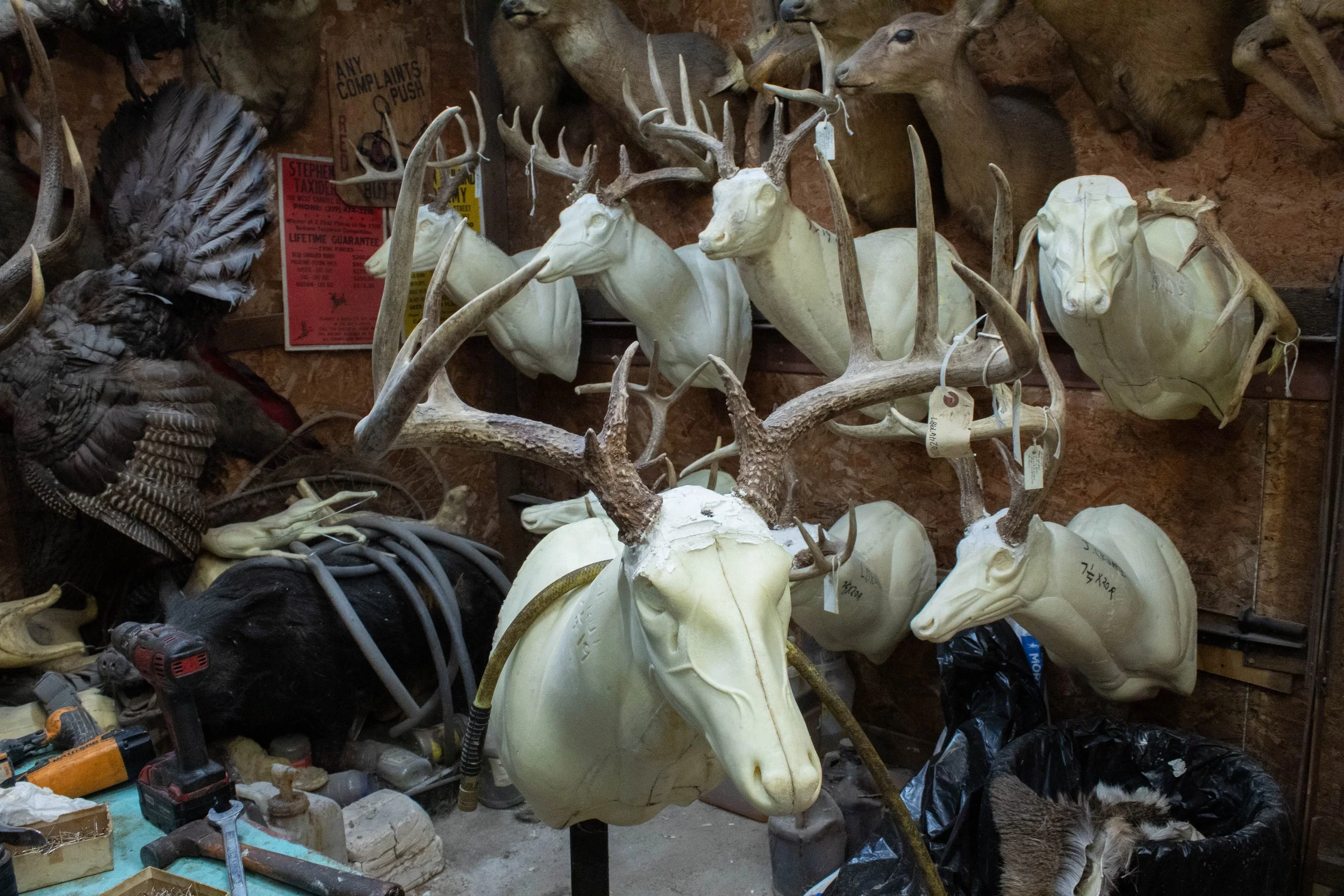 Ohlund_Taxidermy_10.jpg