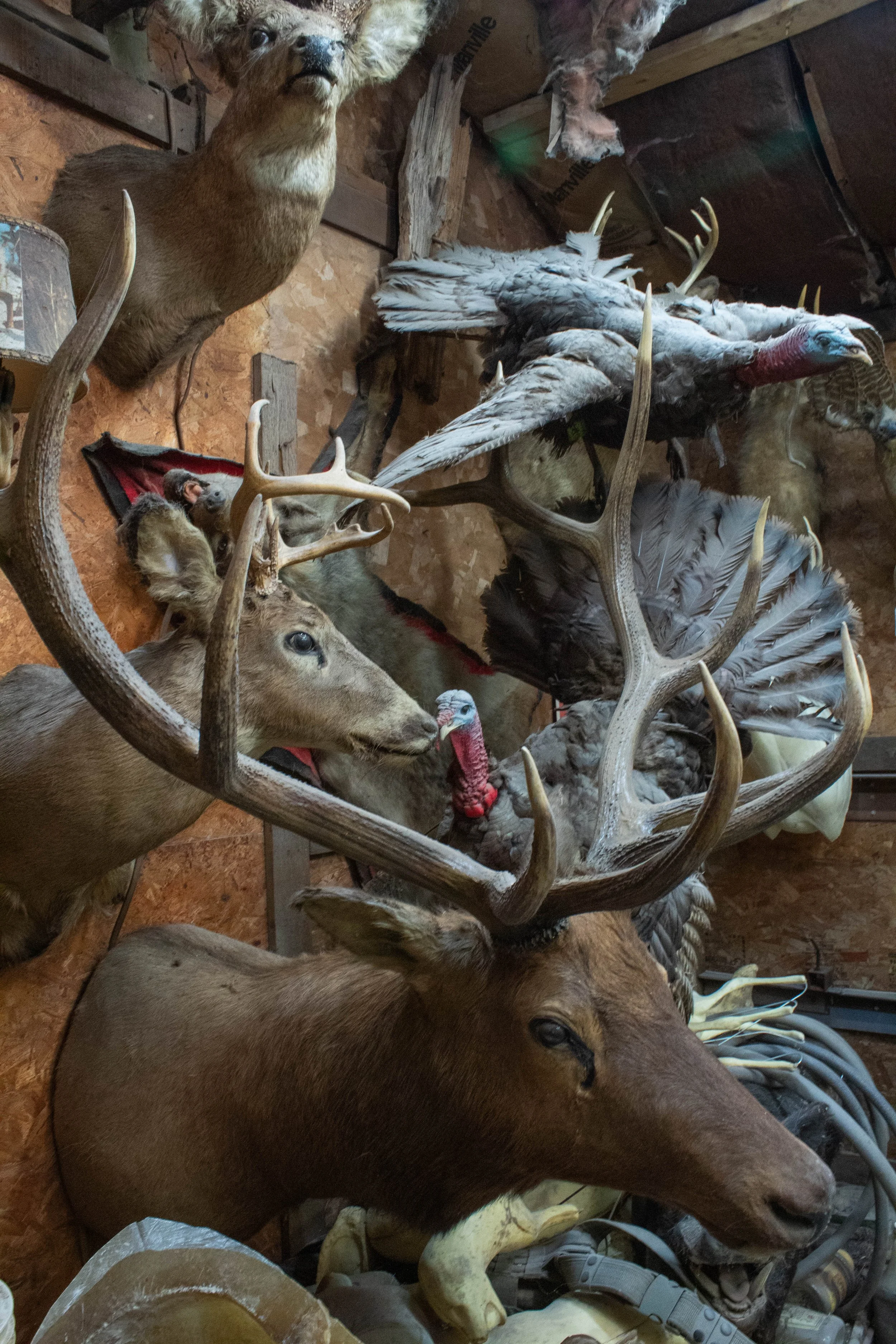 Ohlund_Taxidermy_11.jpg