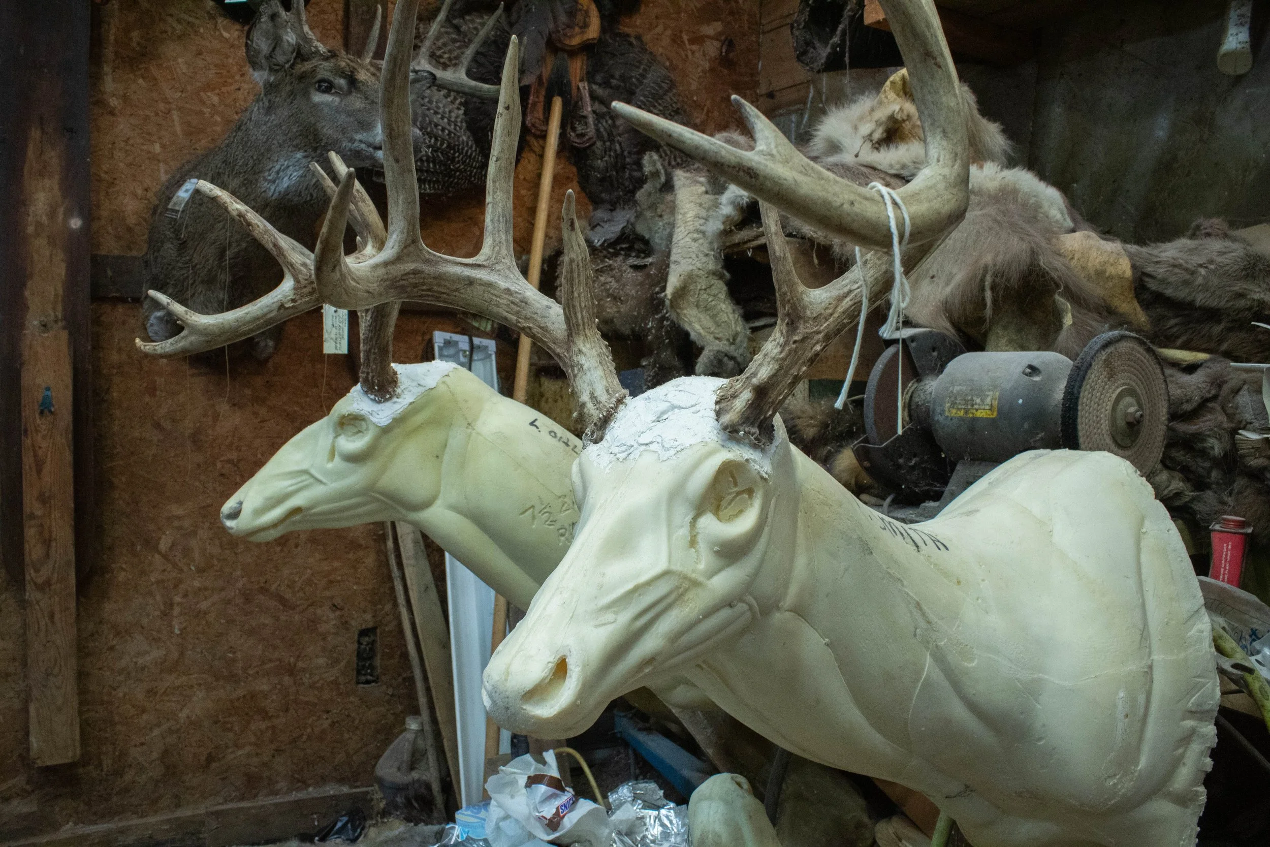 Ohlund_Taxidermy_09.jpg