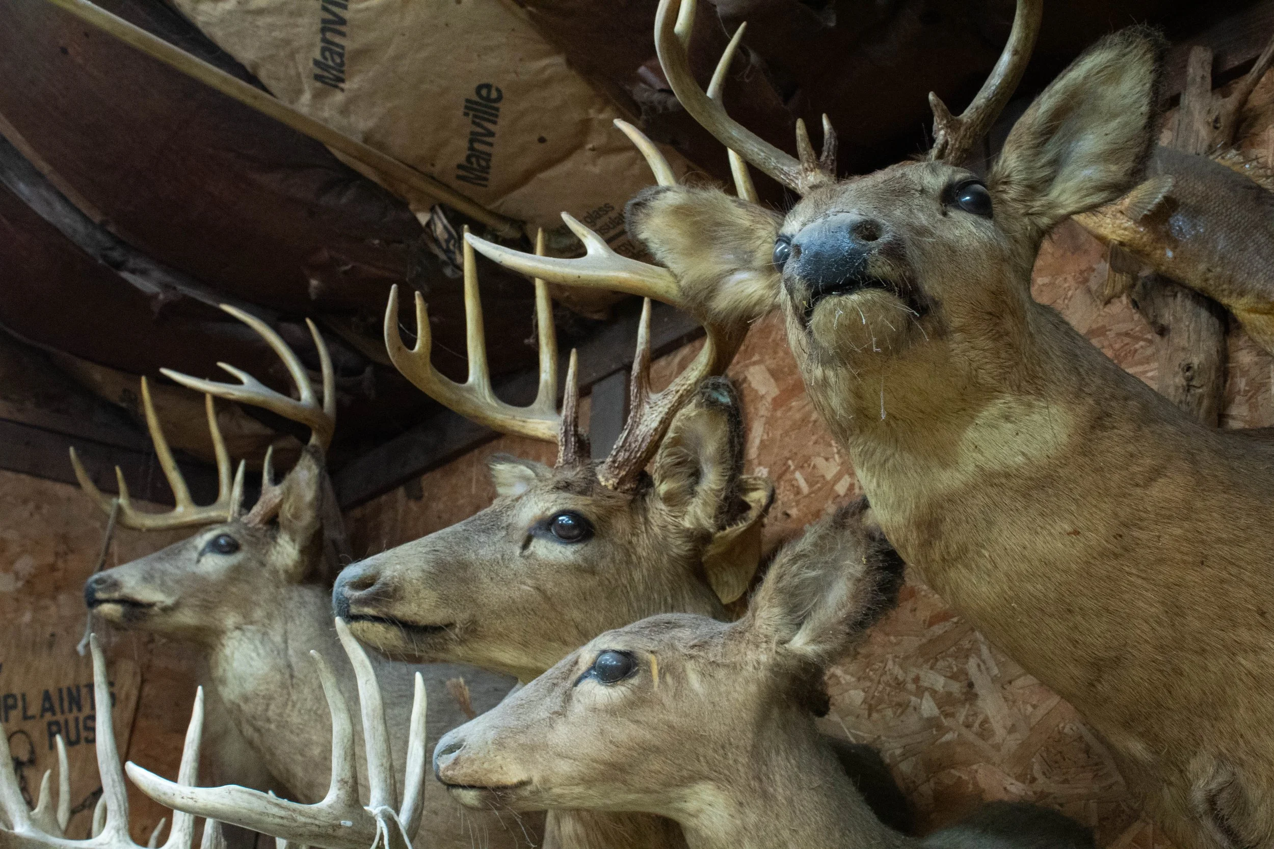 Ohlund_Taxidermy_08.jpg