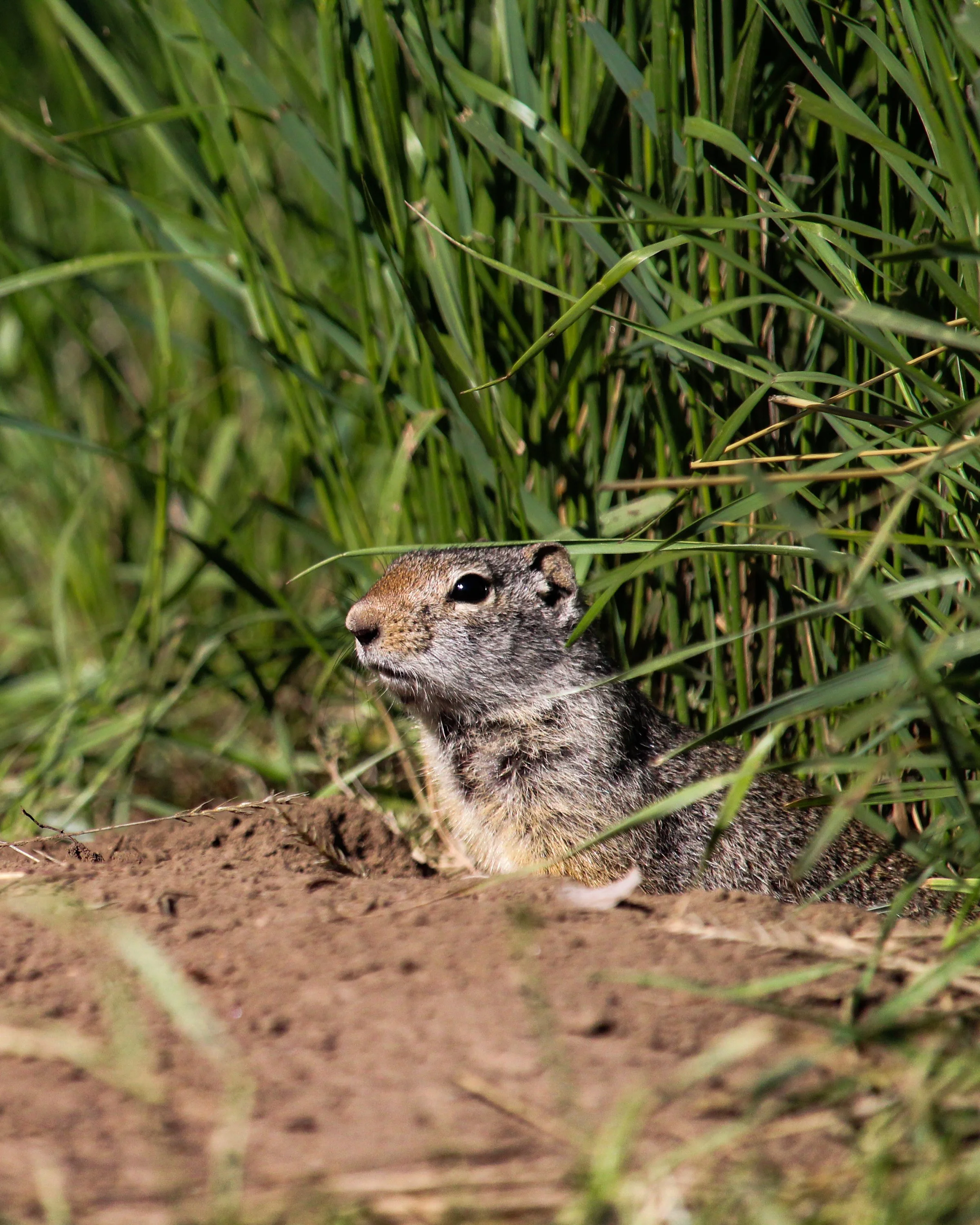 0010-nevaeh-animal8x10.jpg