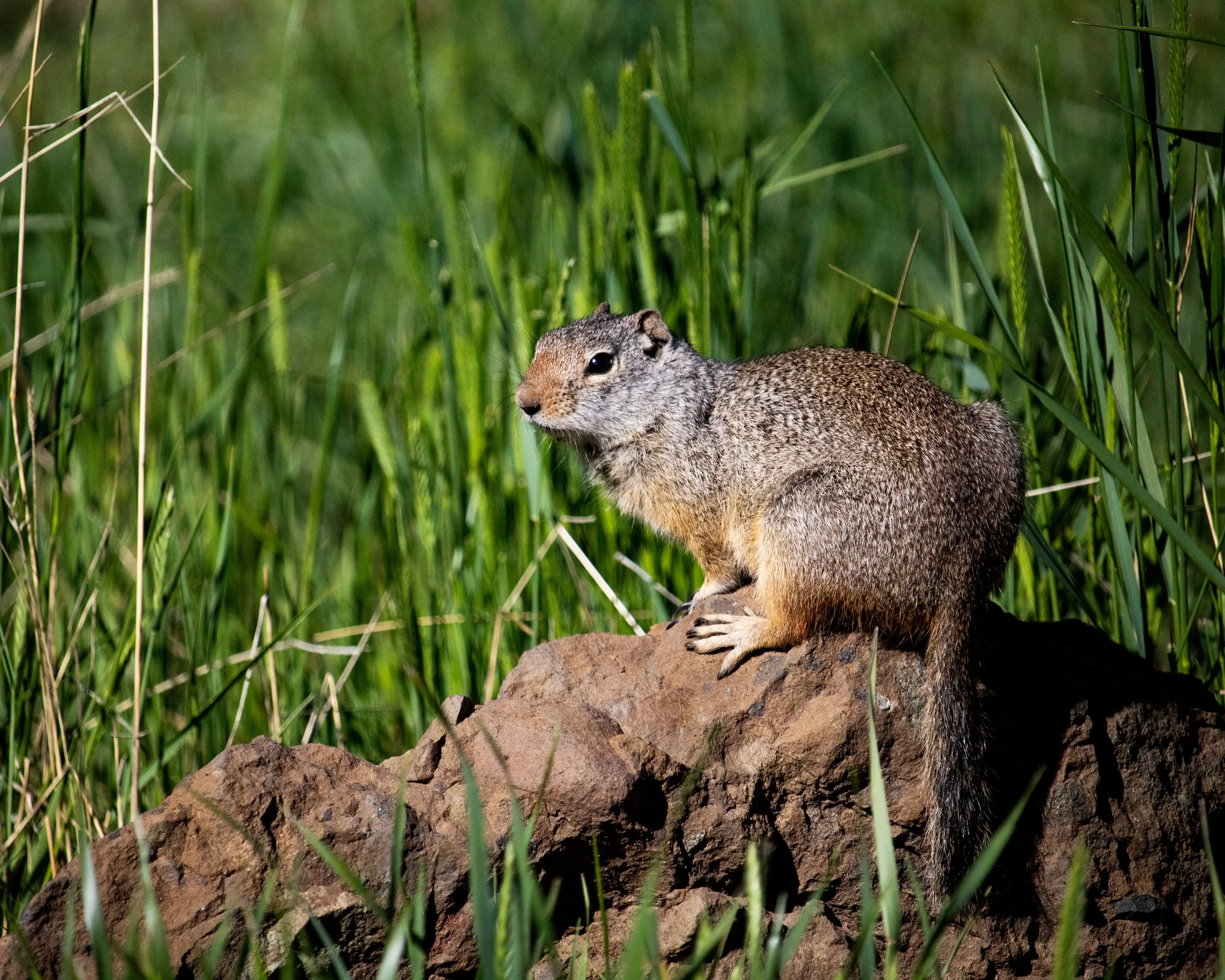 0012-nevaeh-animal8x10.jpg